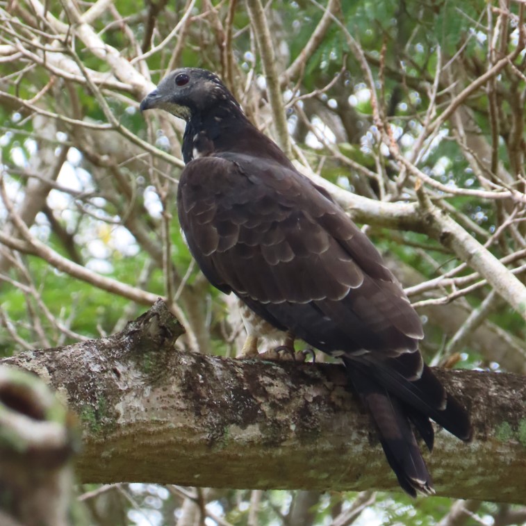 Crested honey buzzard (Pernis ptilorhynchus) - Biodiversity and ...