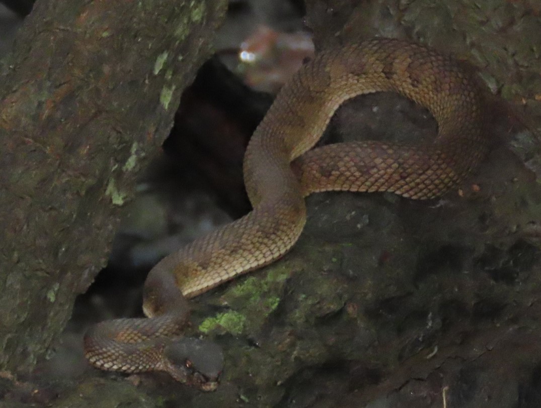 Sunda dog-faced water snake?