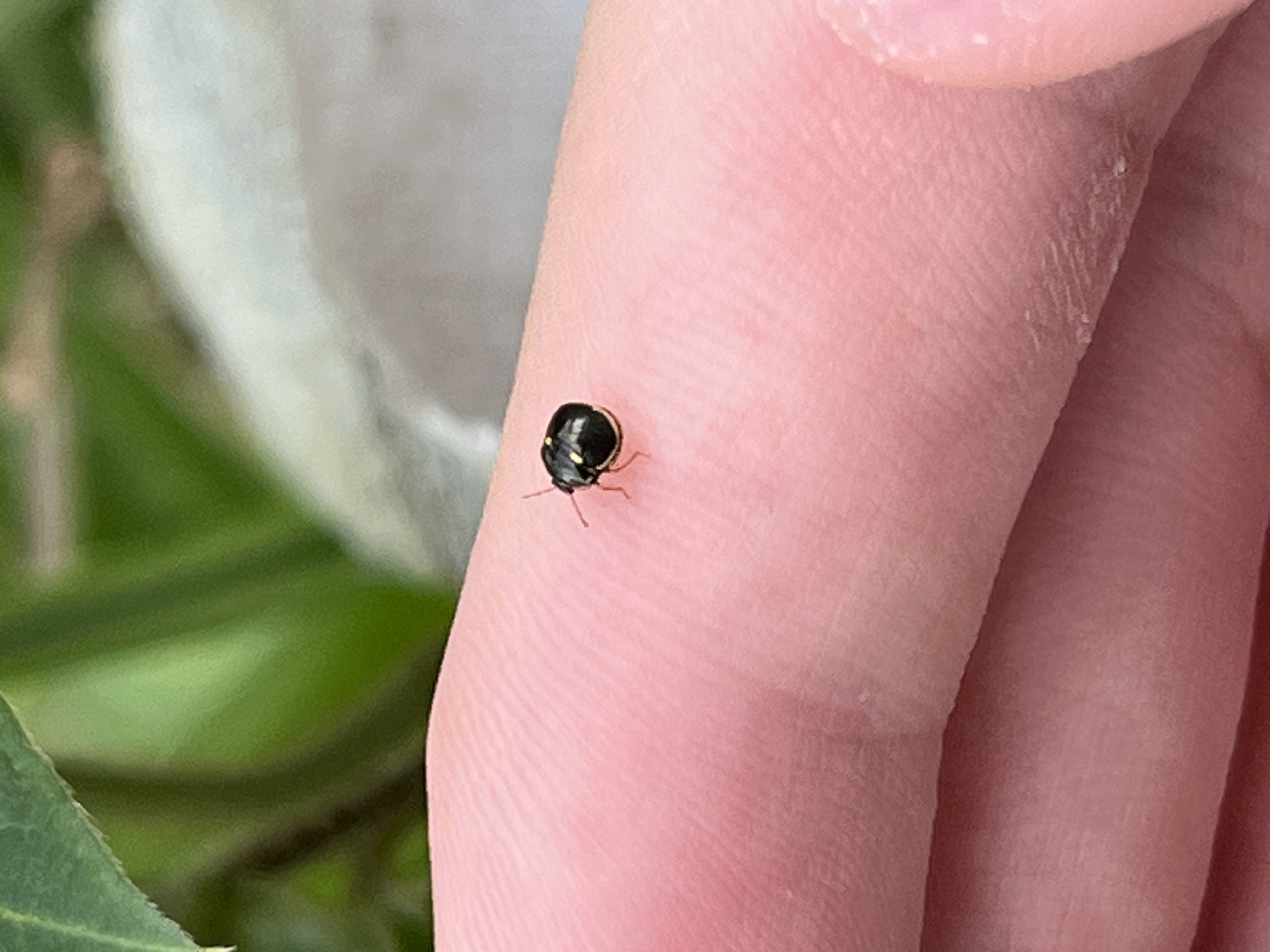 Black stink bug 