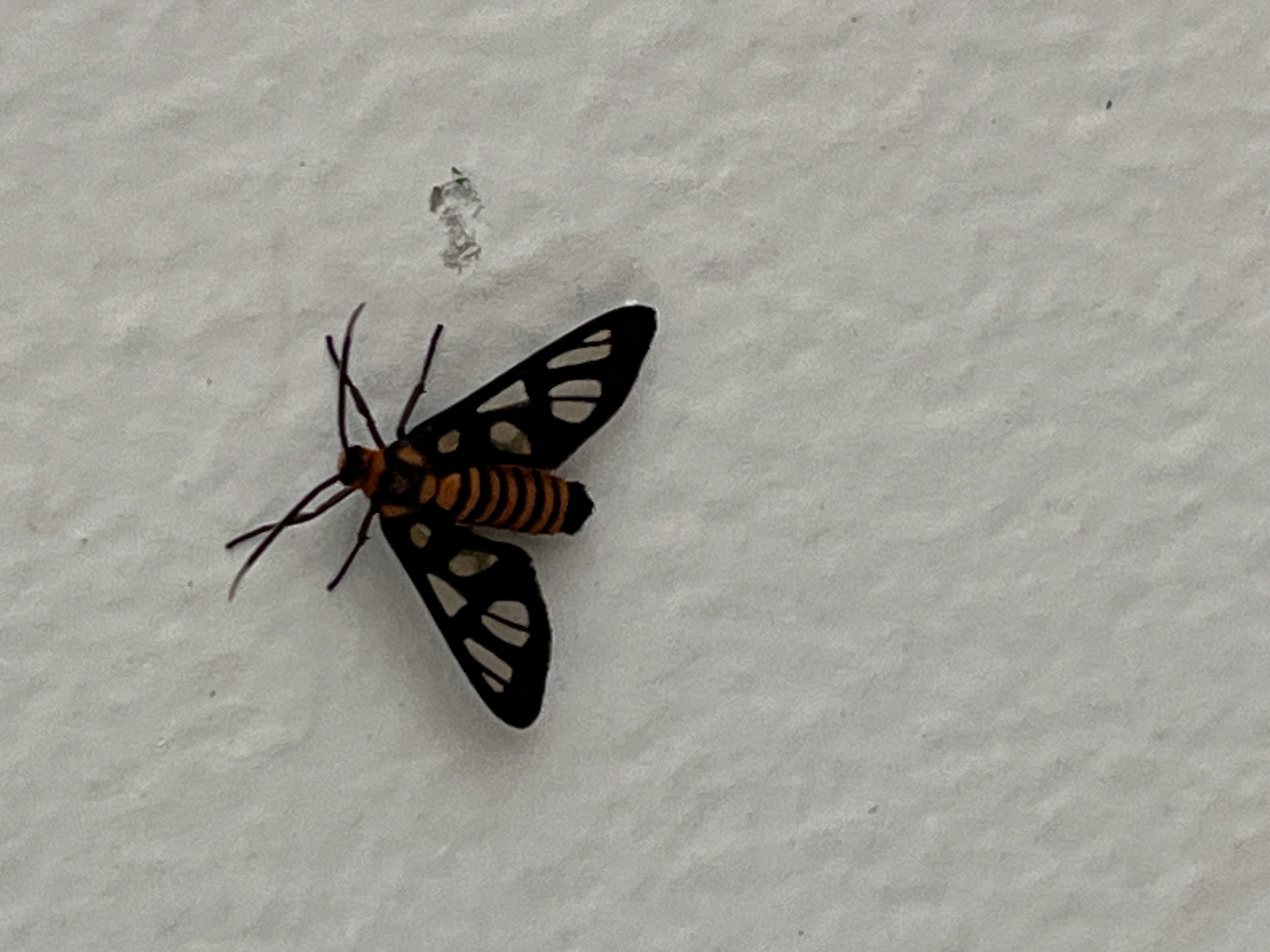 Hübner’s wasp moth 