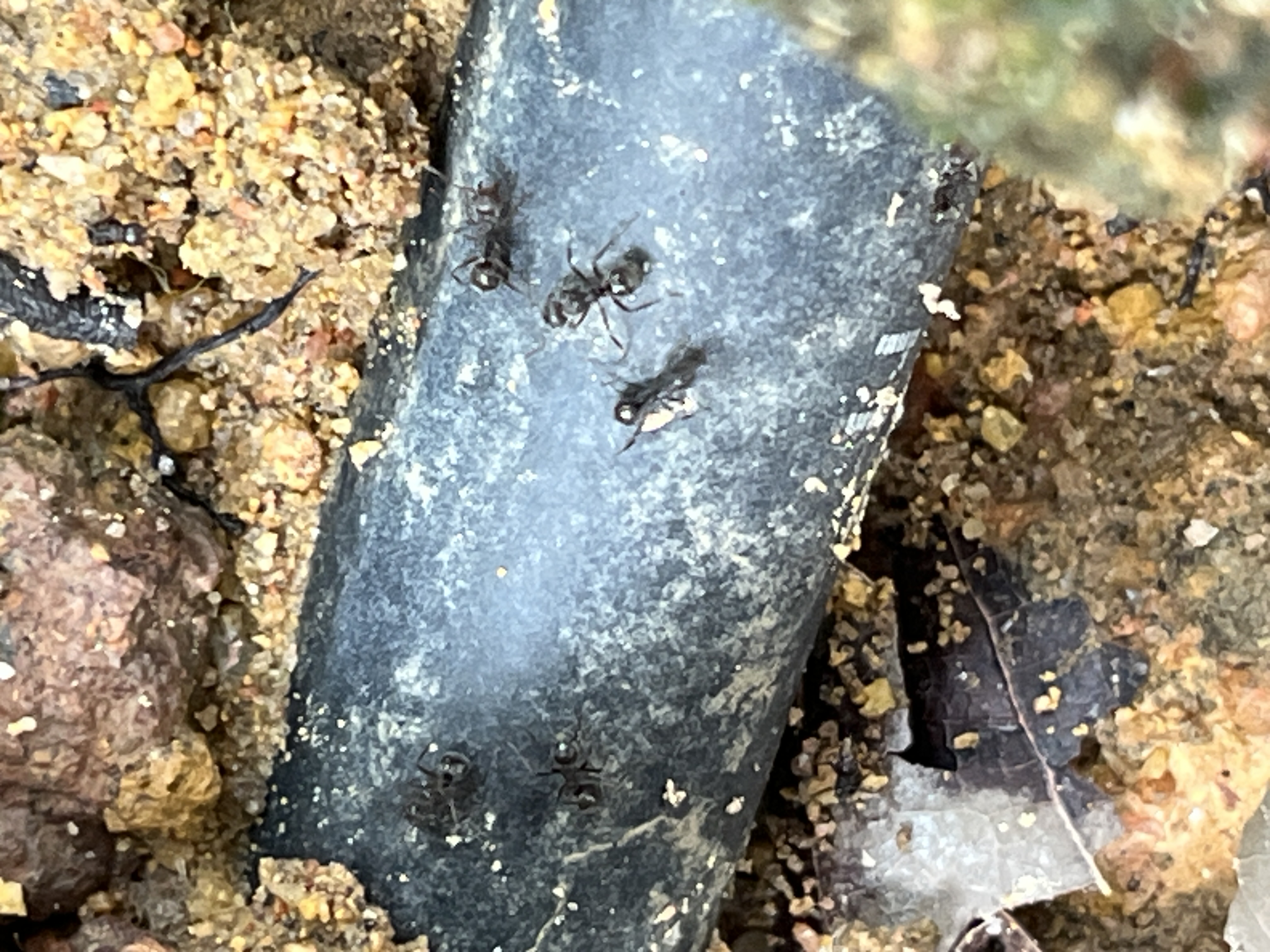 Cocoa black ant 