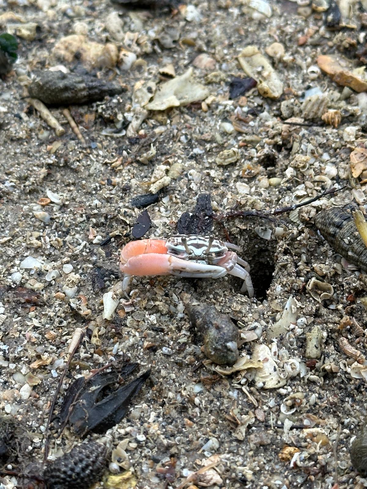 Ring-legged fiddler crab