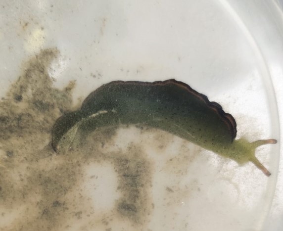 Ornate leaf slug