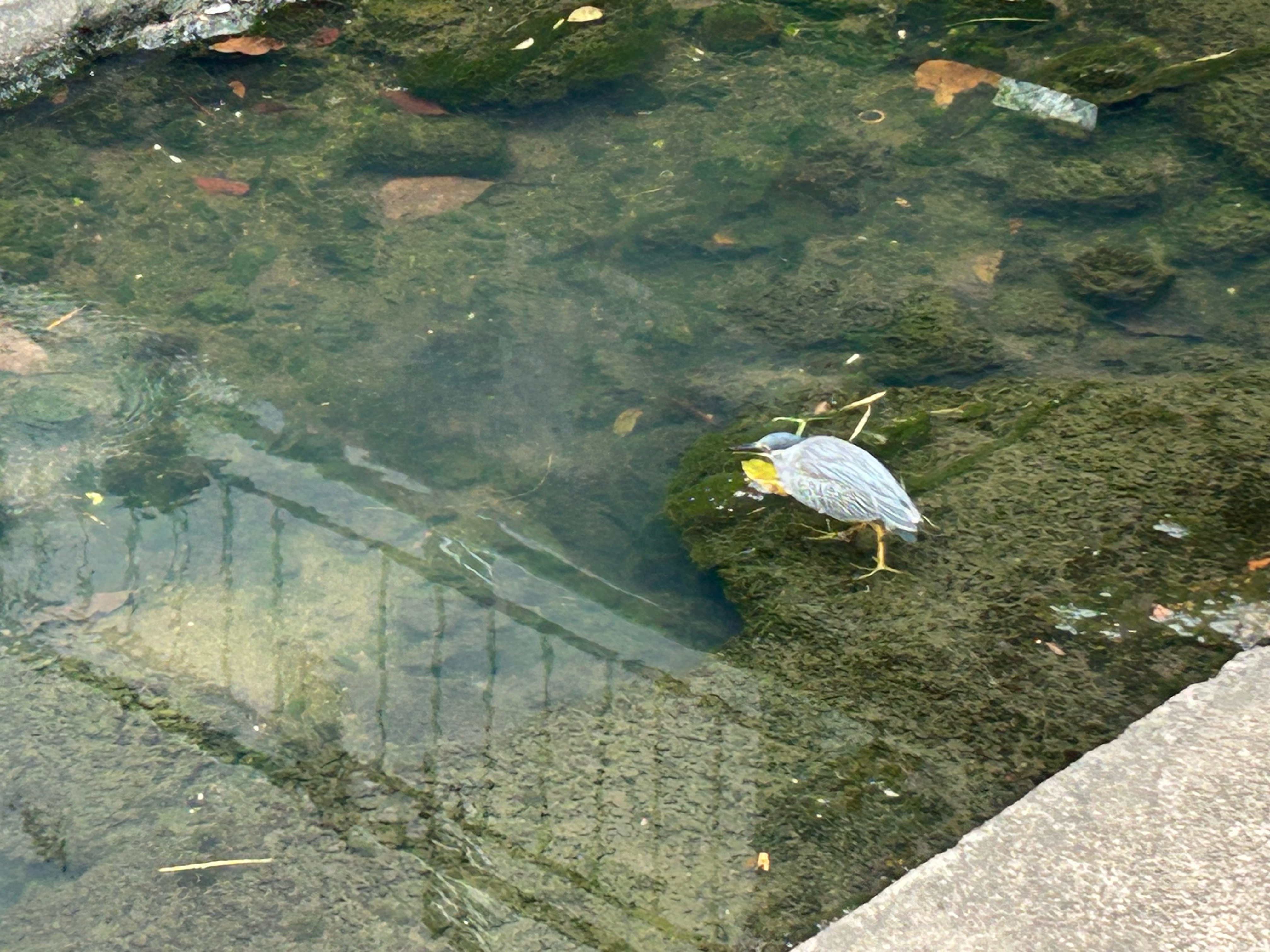 Pond heron