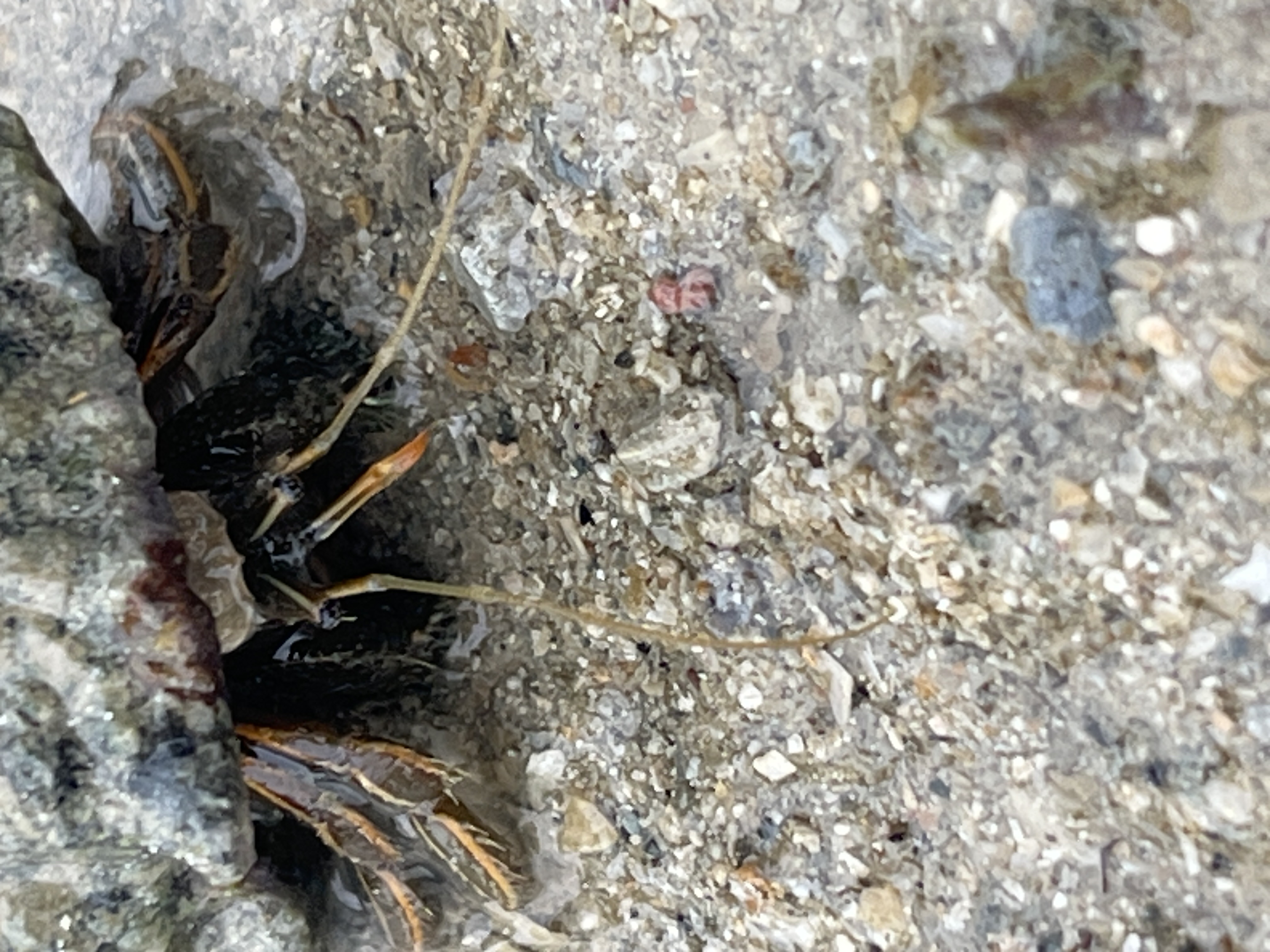 Orange-striped hermit crab 