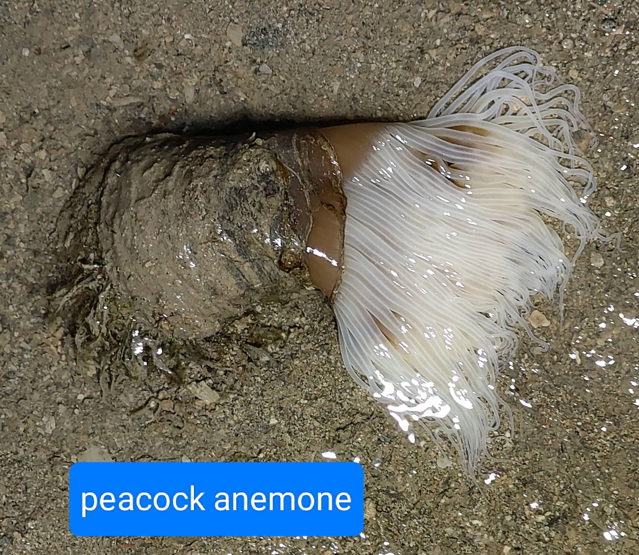 Peacock anemone