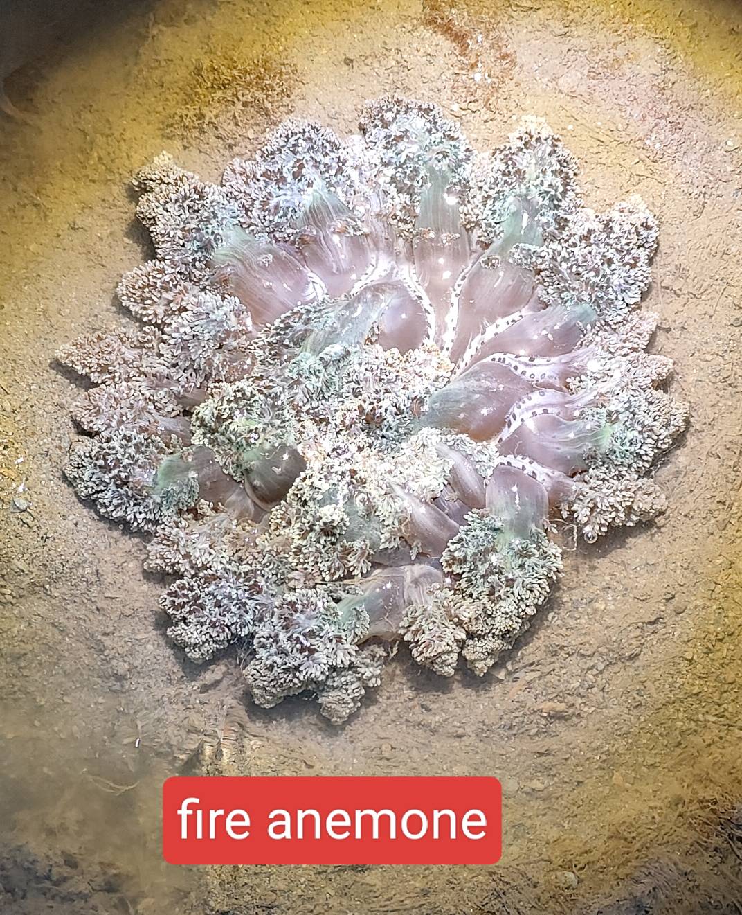Fire anemone