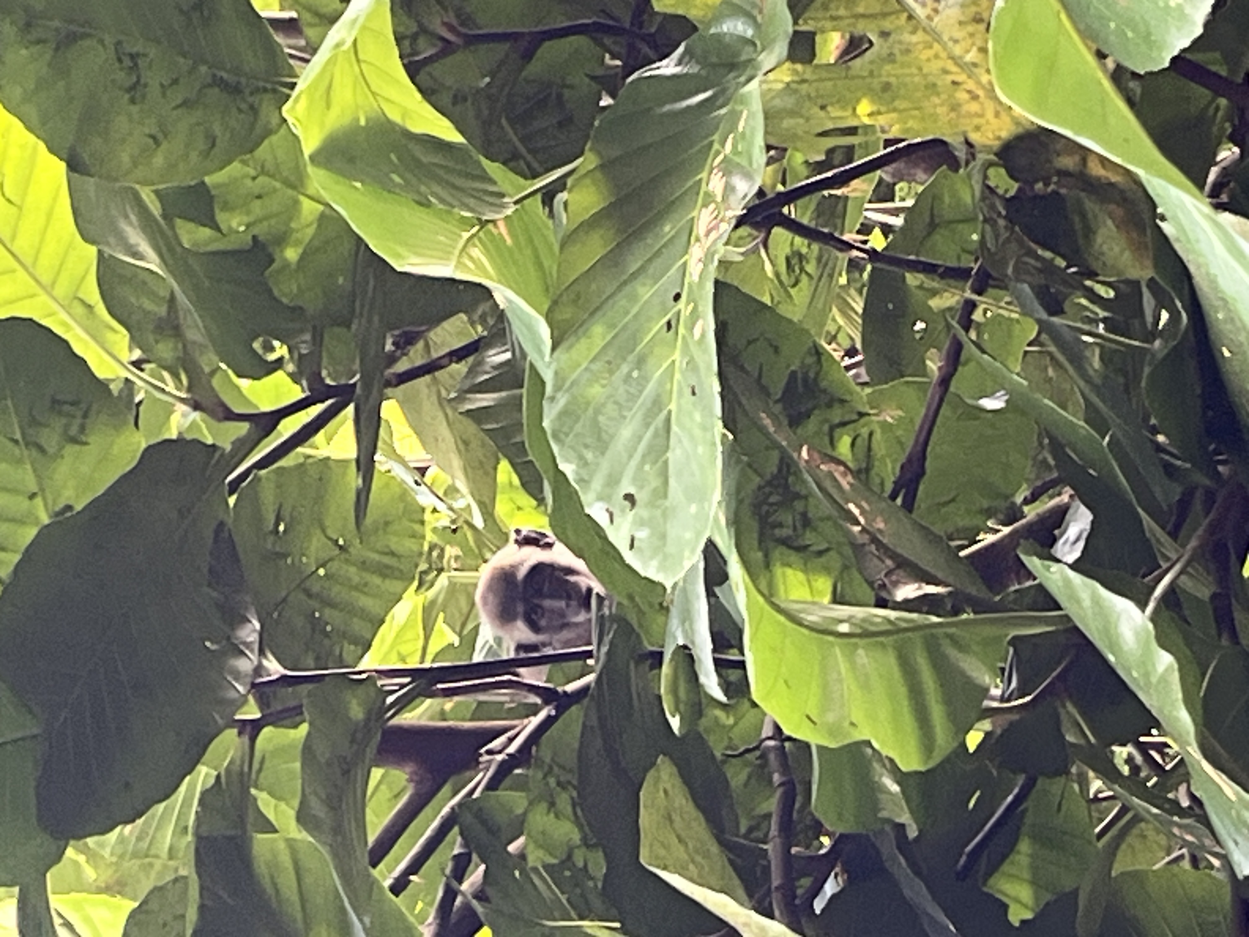 Long-tailed macaque 