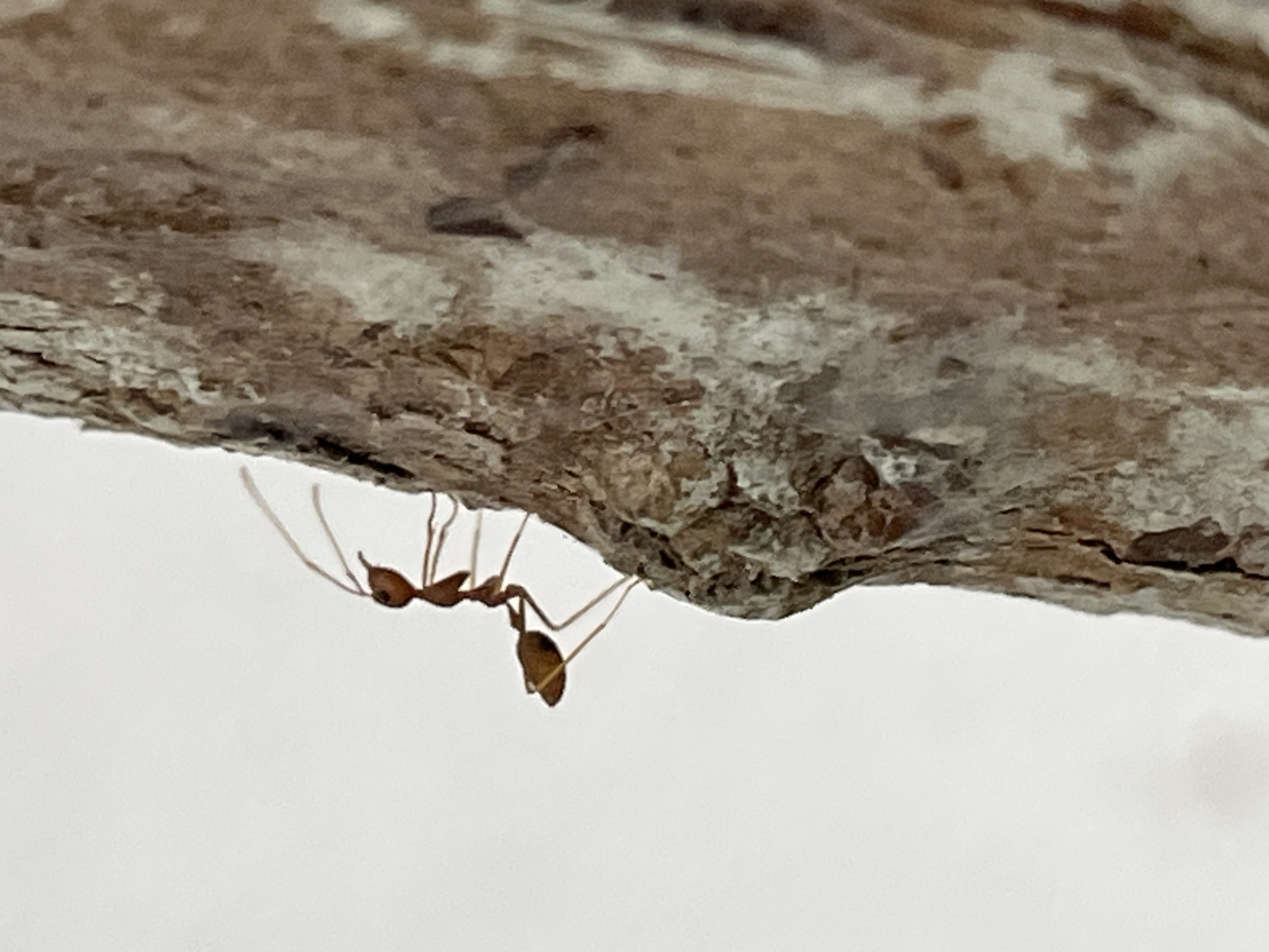 Asian weaver ant 