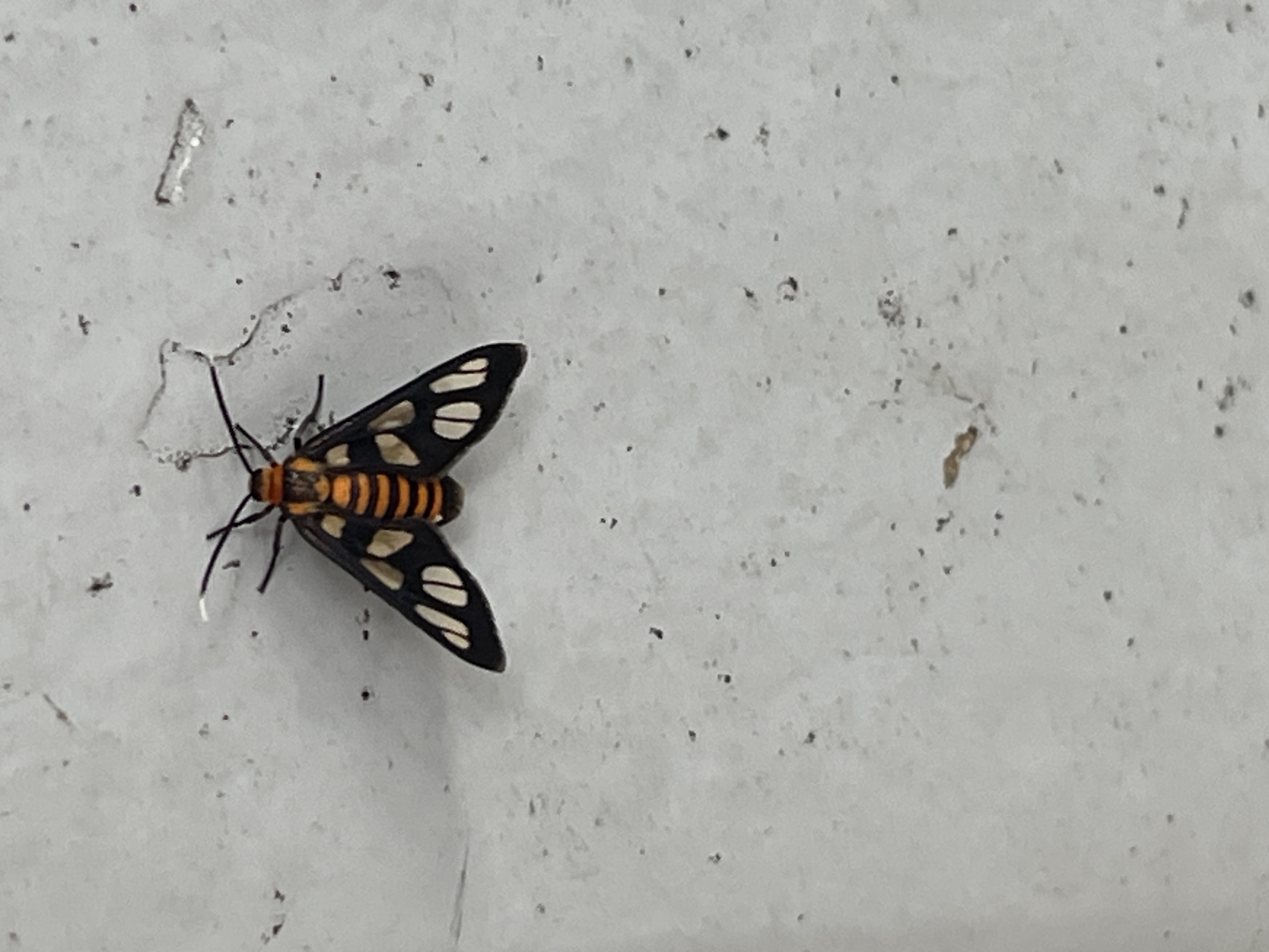 Hübner’s wasp moth 