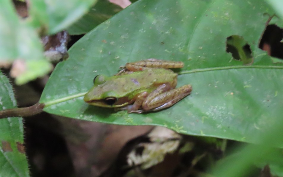 Copper-cheeked frog