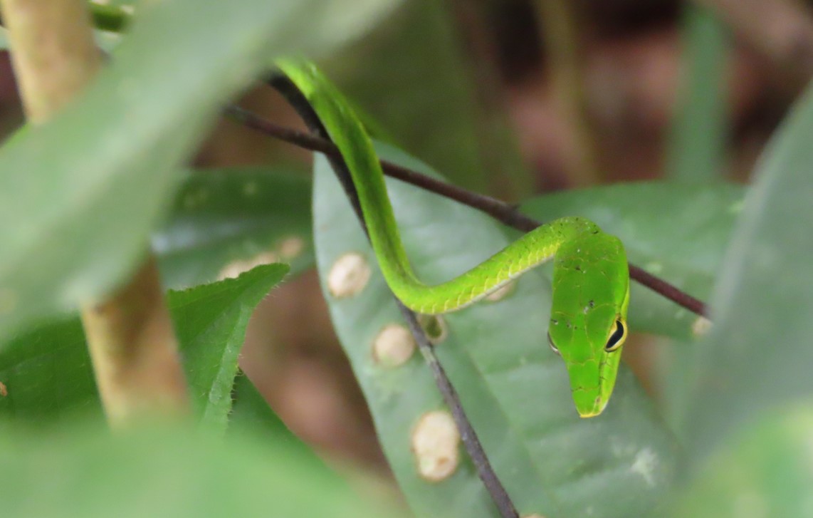 Bigeye green whip snake