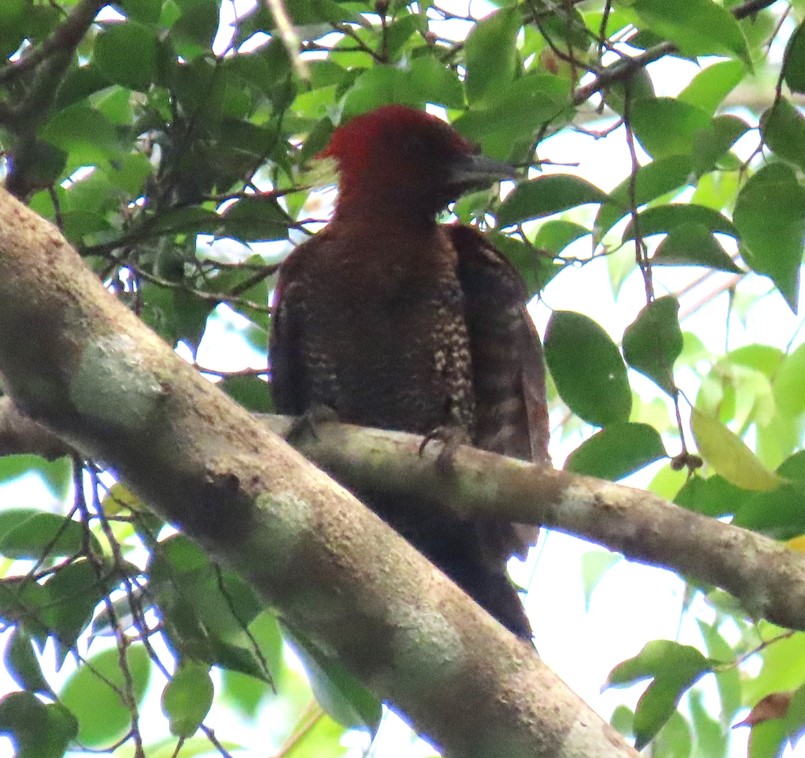 Banded woodpecker