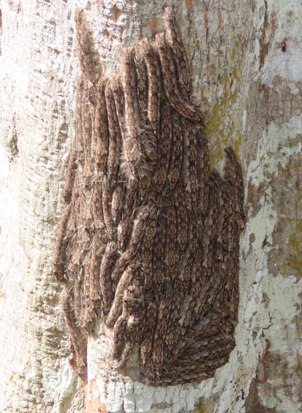 Lappet moth caterpillars