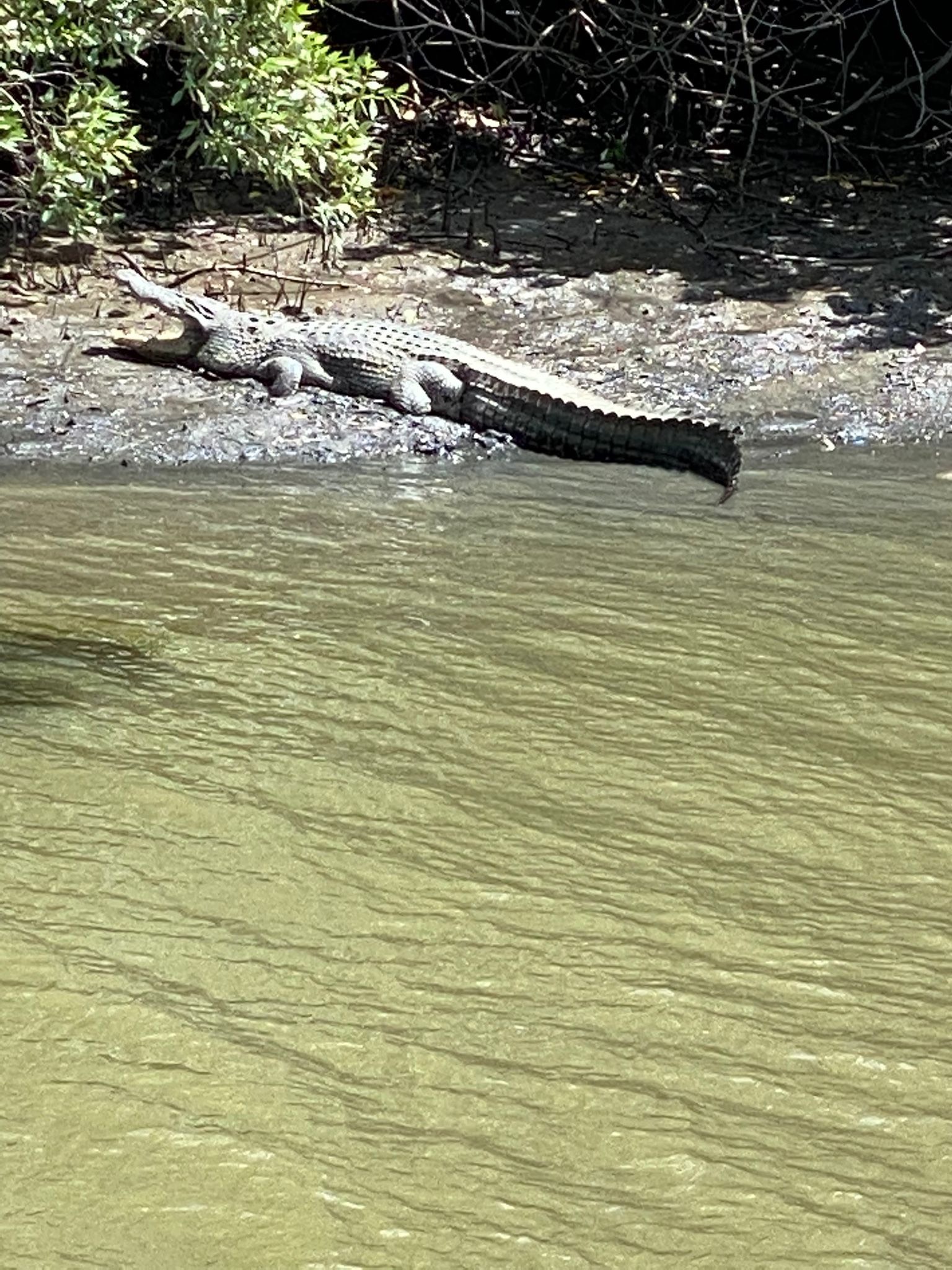 Saltwater crocodile (crocodylus porosus)