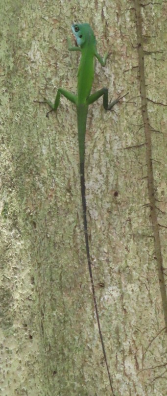 Green crested lizard