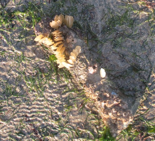 Hammer oyster