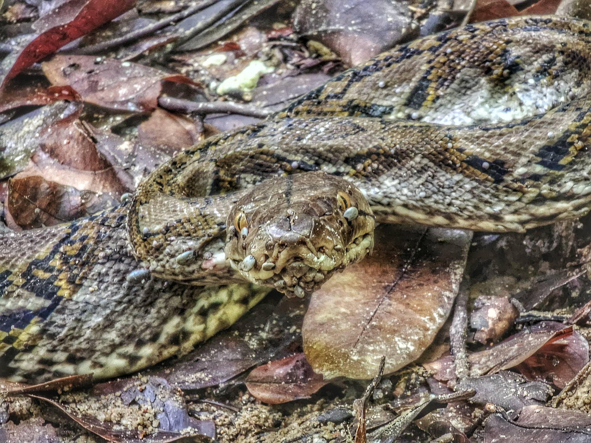Reticulated python