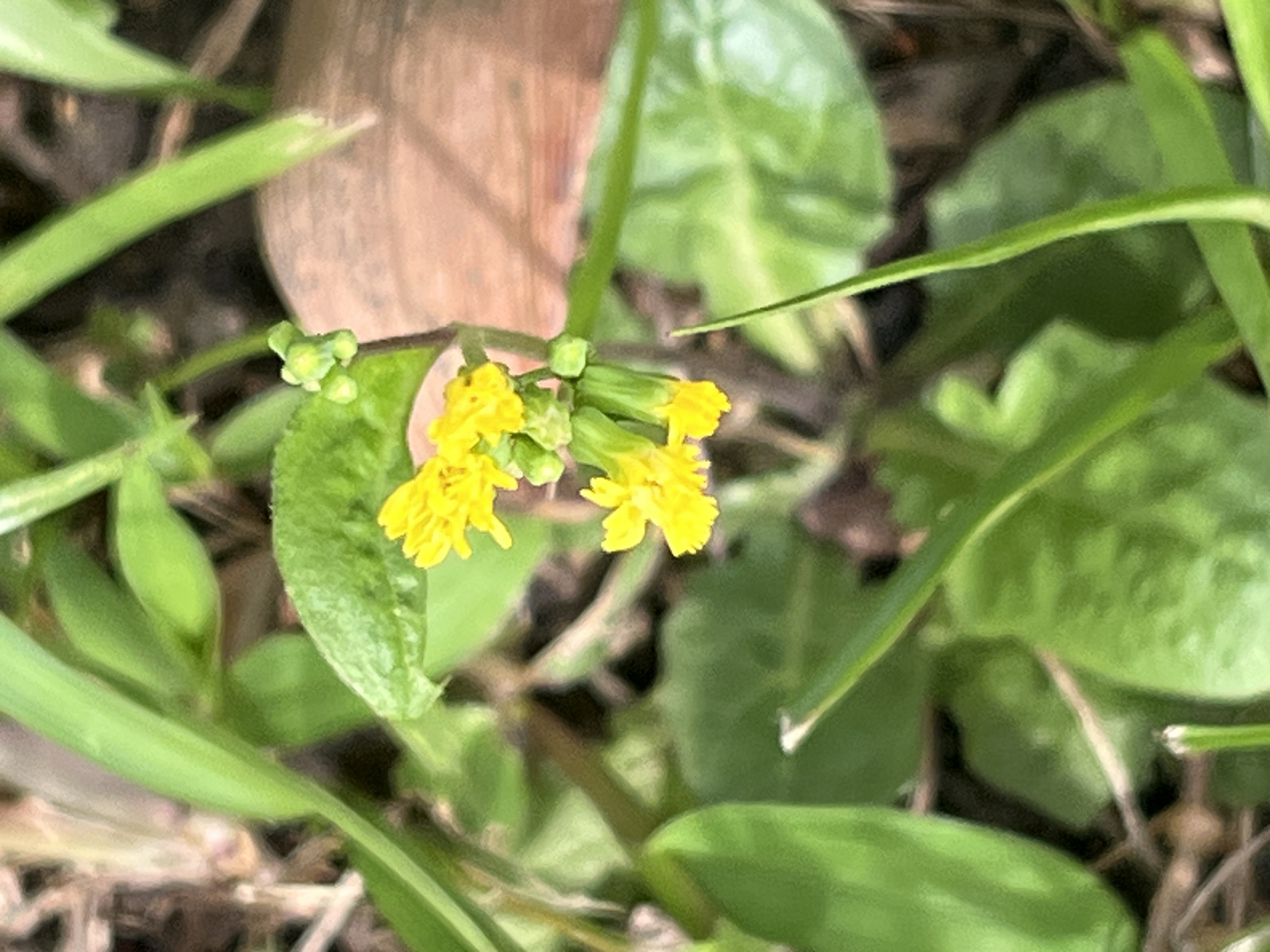 Oriental false hawksbeard