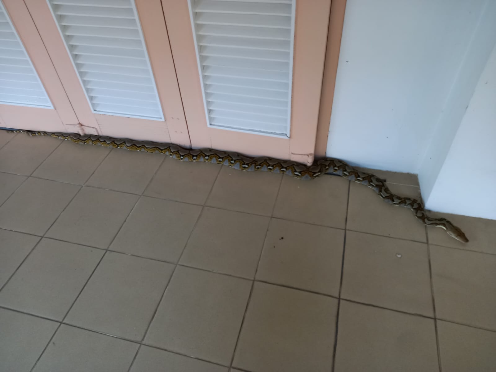 Reticulated python