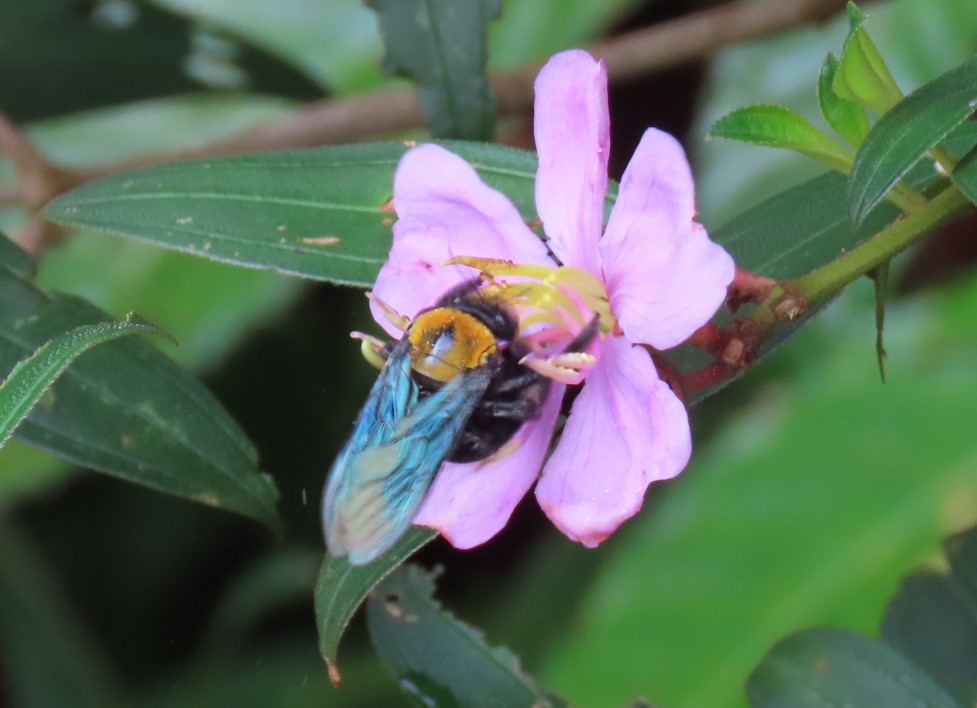 Black and yellow carpenter bee