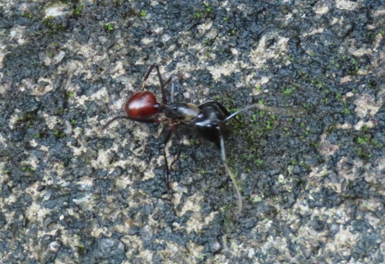 Giant forest ant