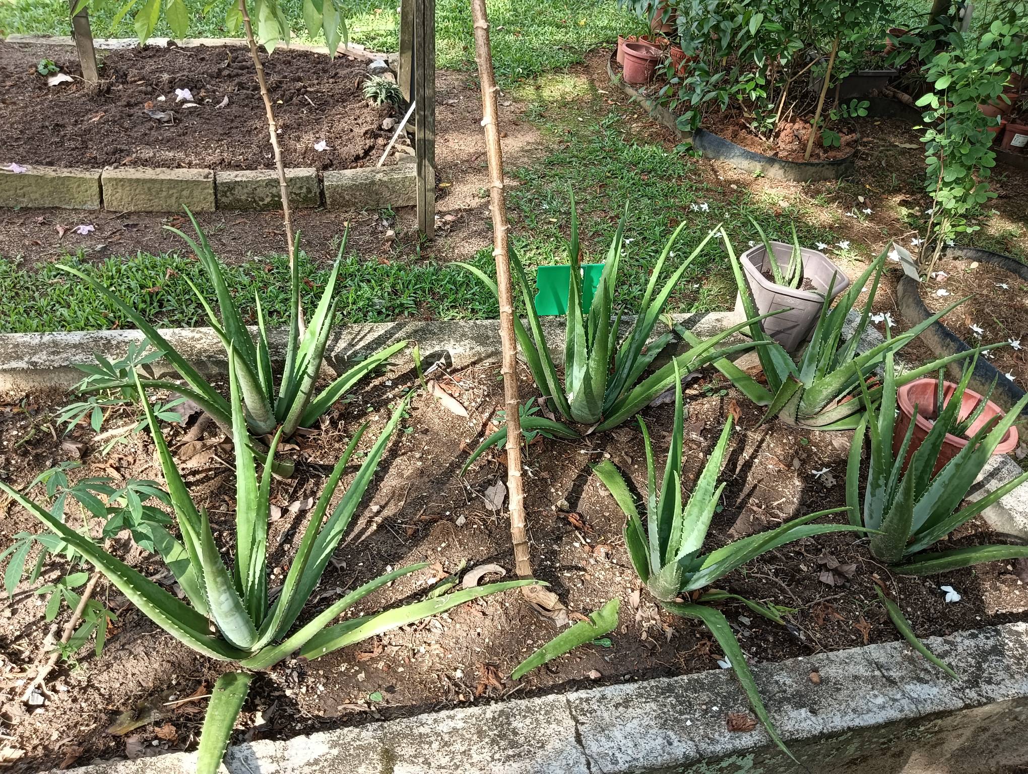 Aloe vera 