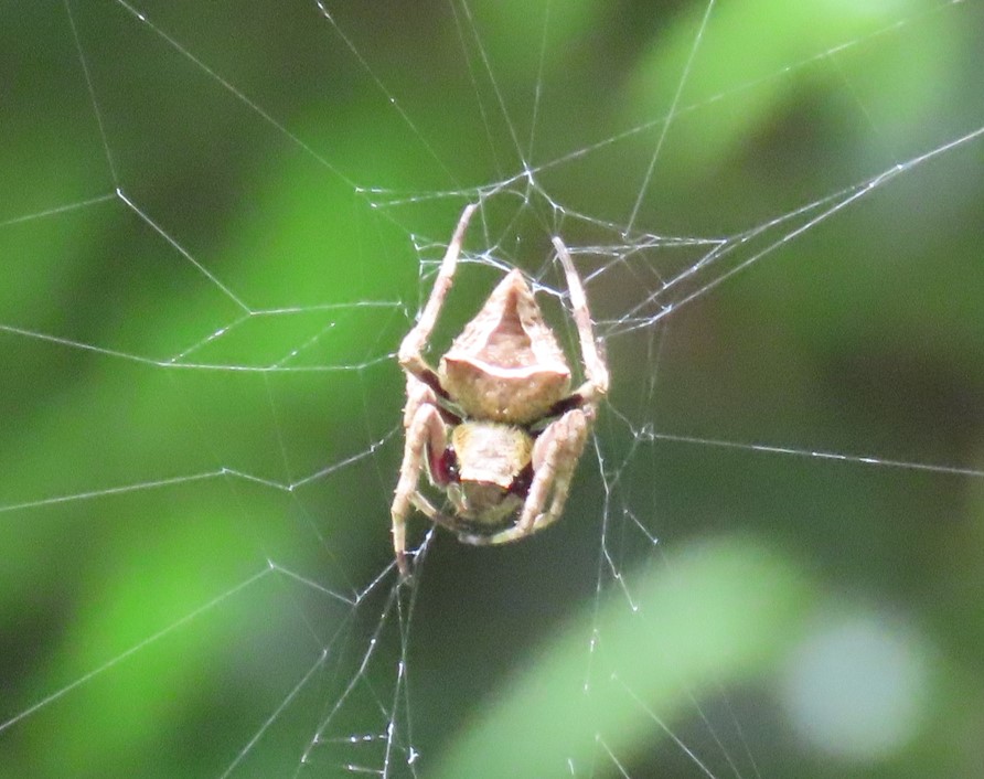 Common garden spider?