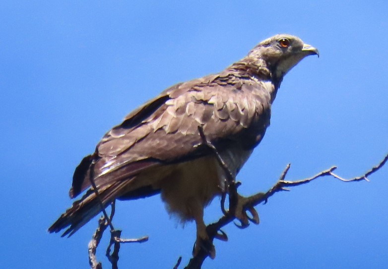 Crested honey buzzard (Pernis ptilorhynchus) - Biodiversity and ...