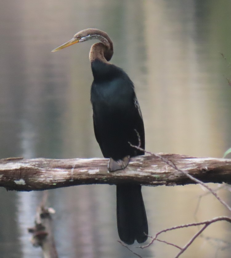 Oriental darter (Anhinga melanogaster) - Biodiversity and Environment ...