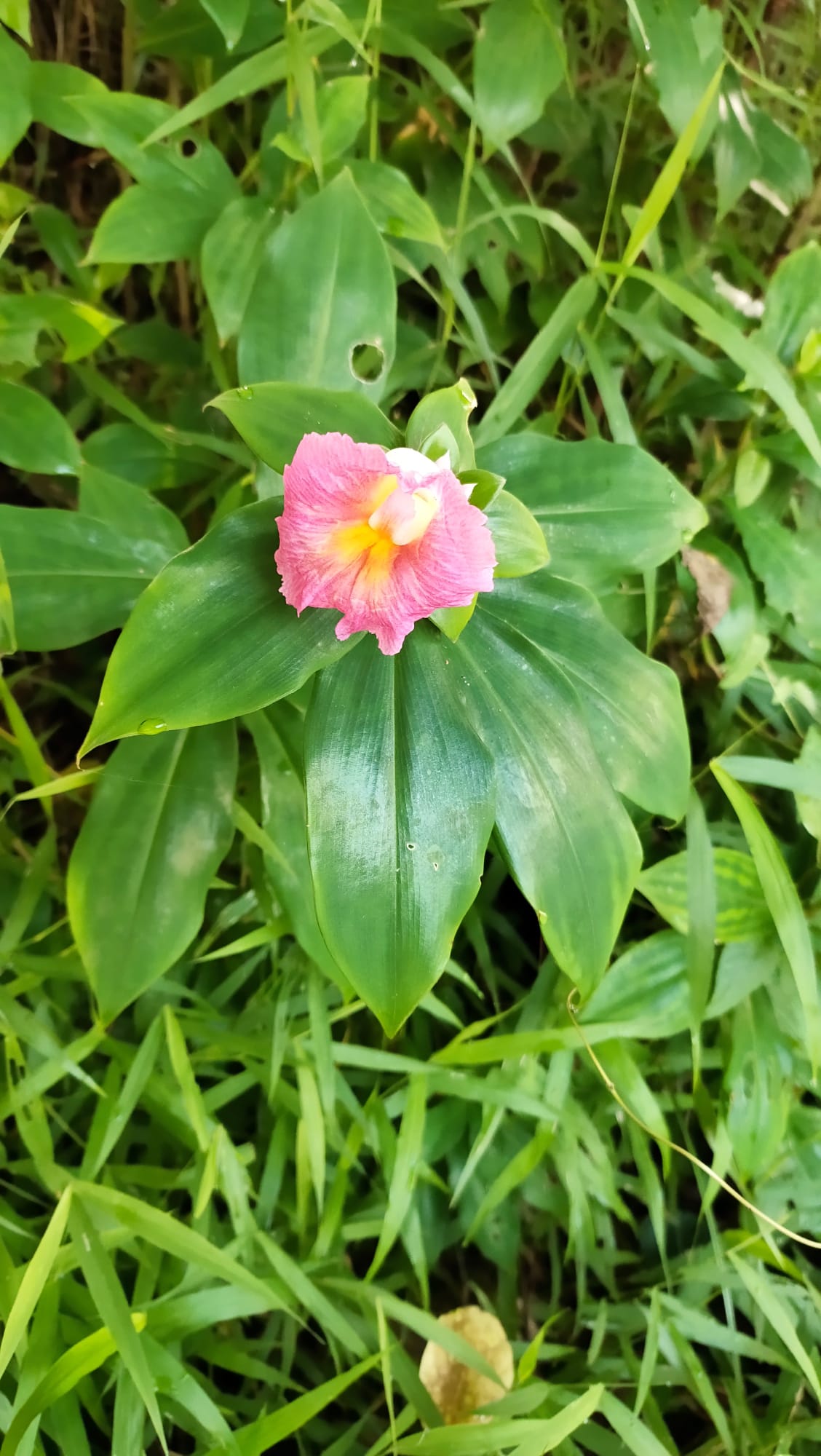 Cameroon pink ginger (Costus phyllocephalus) - Biodiversity and ...