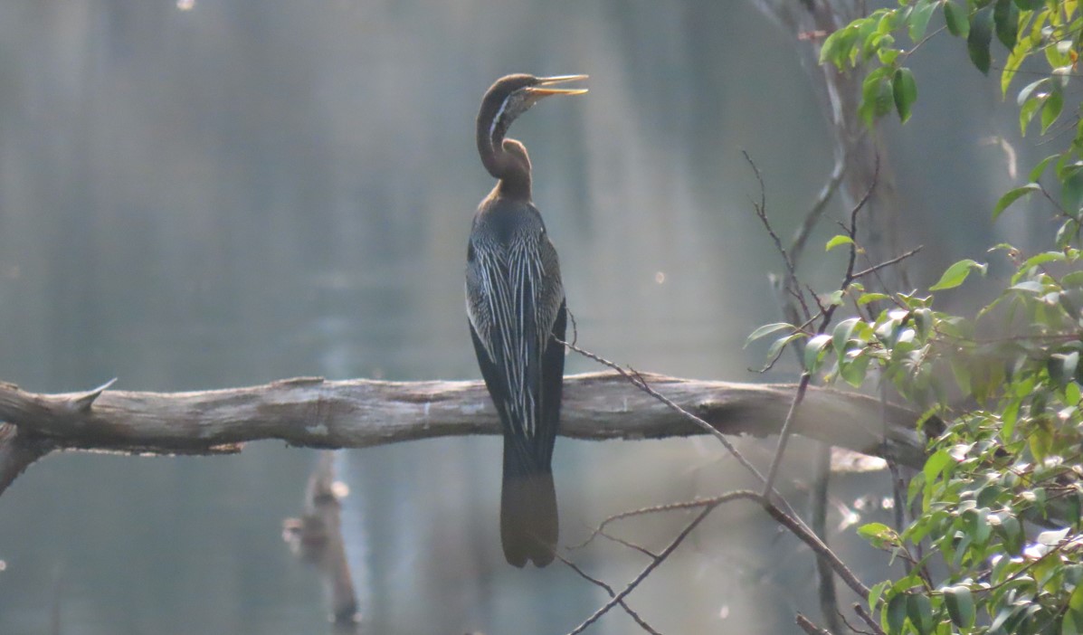 Oriental darter (Anhinga melanogaster) - Biodiversity and Environment ...