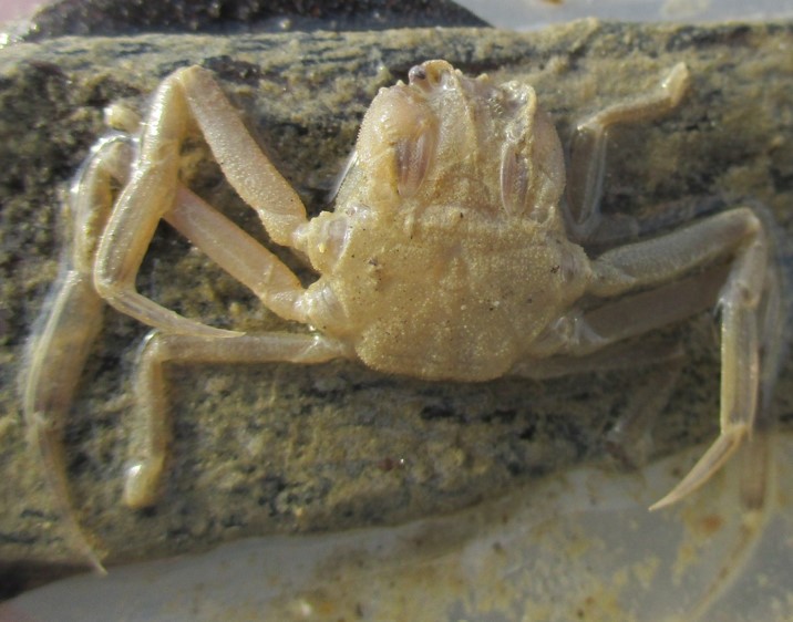 Leaf porter crab