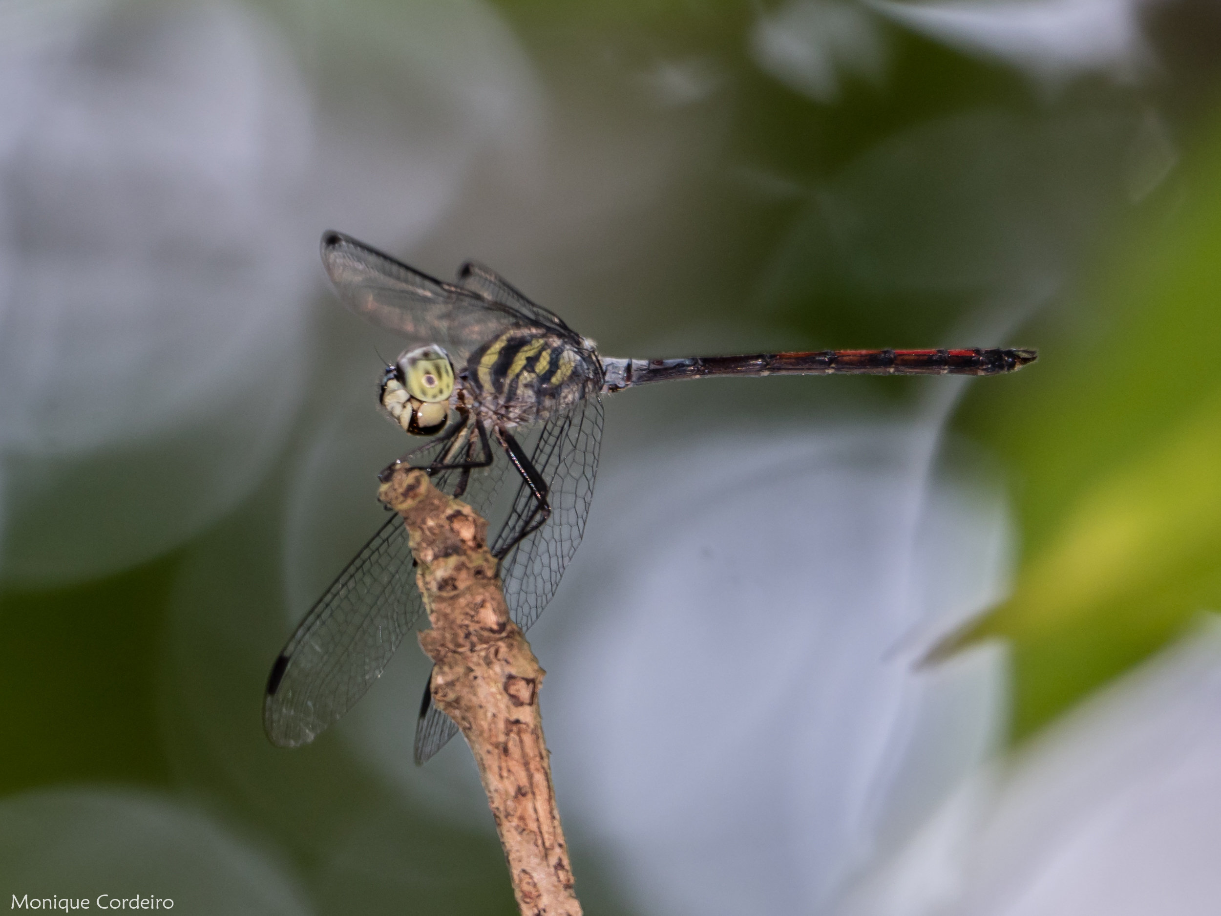 Striped grenadier