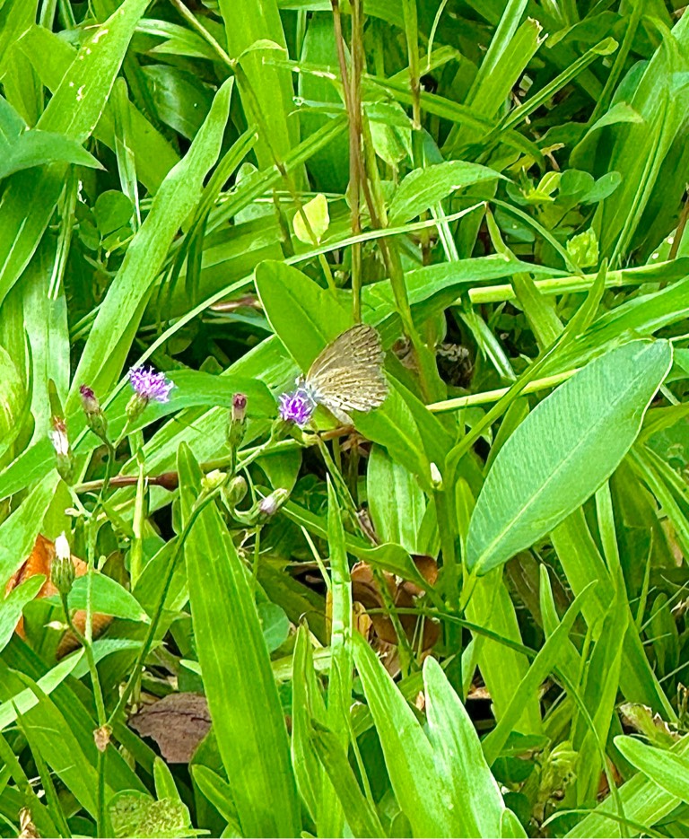 Lesser grass blue