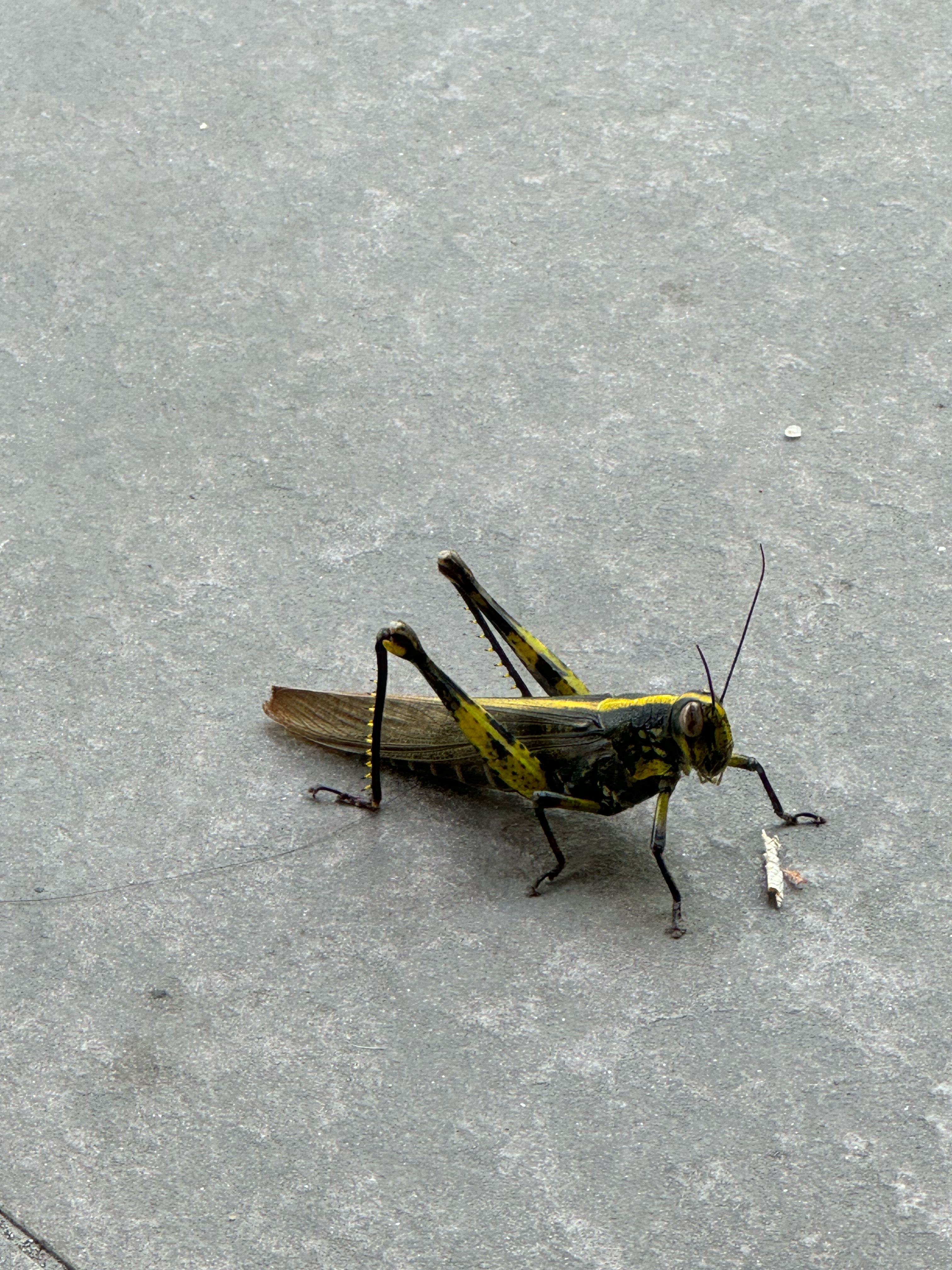 Grasshopper 