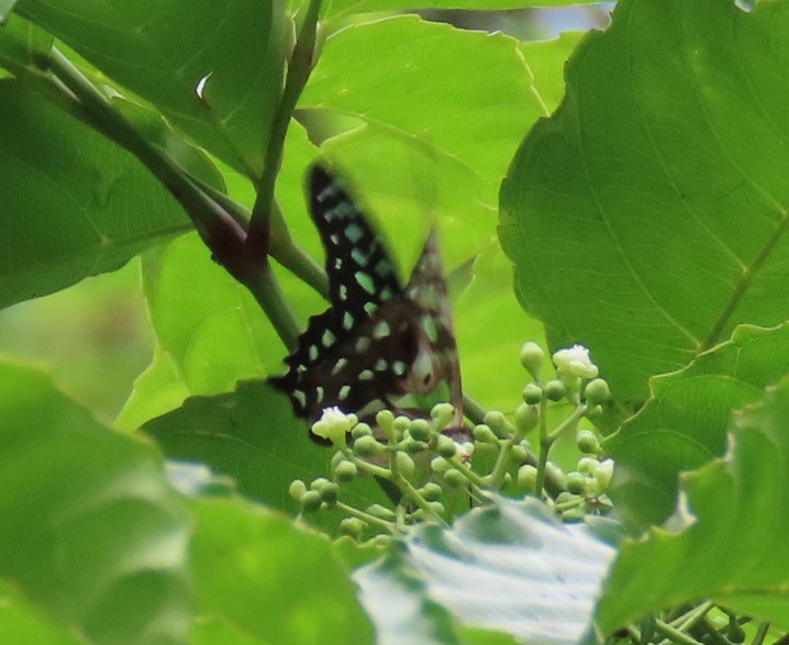 Tailed jay (Graphium agamemnon agamemnon) - Biodiversity and ...