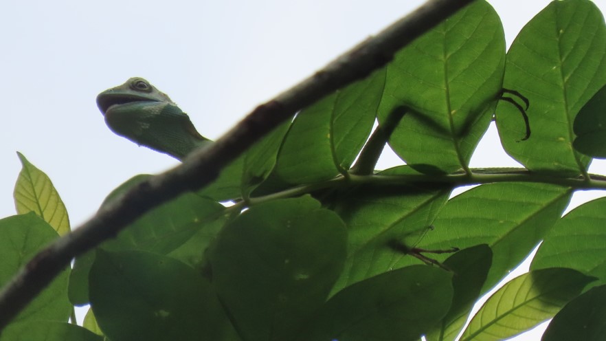 Green crested lizard