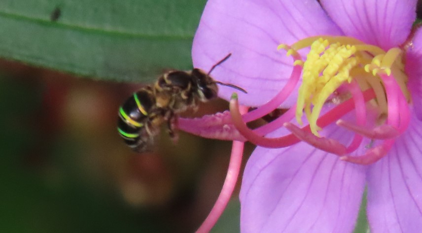 Striped nomia (Nomia strigata) - Biodiversity and Environment Database ...