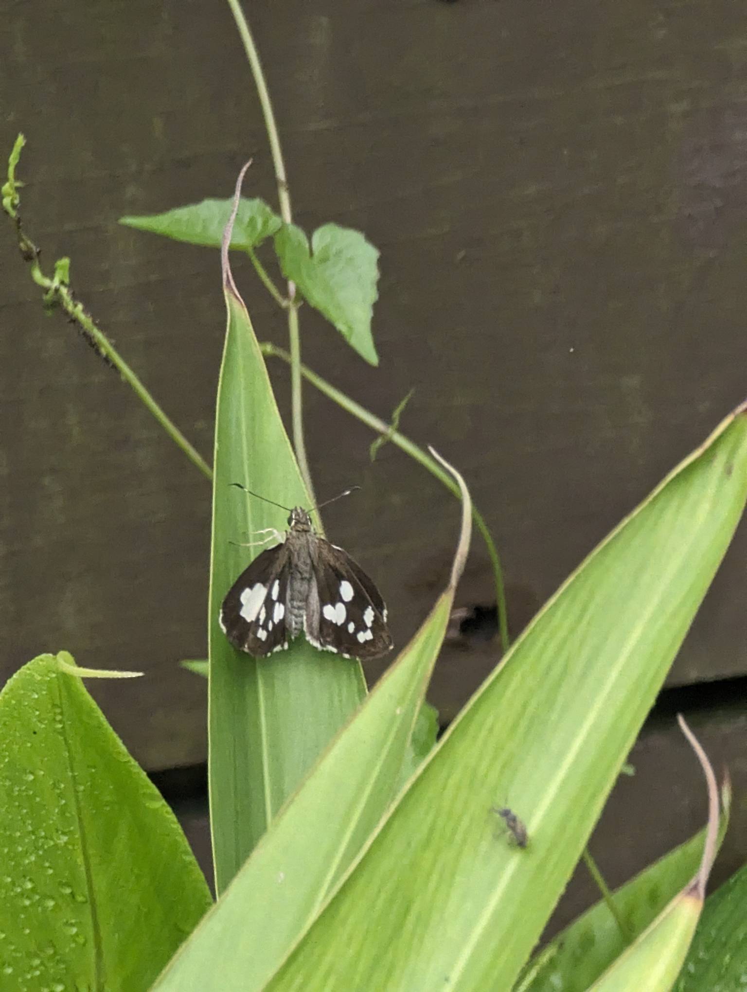 Grass demon - Biodiversity and Environment Database System