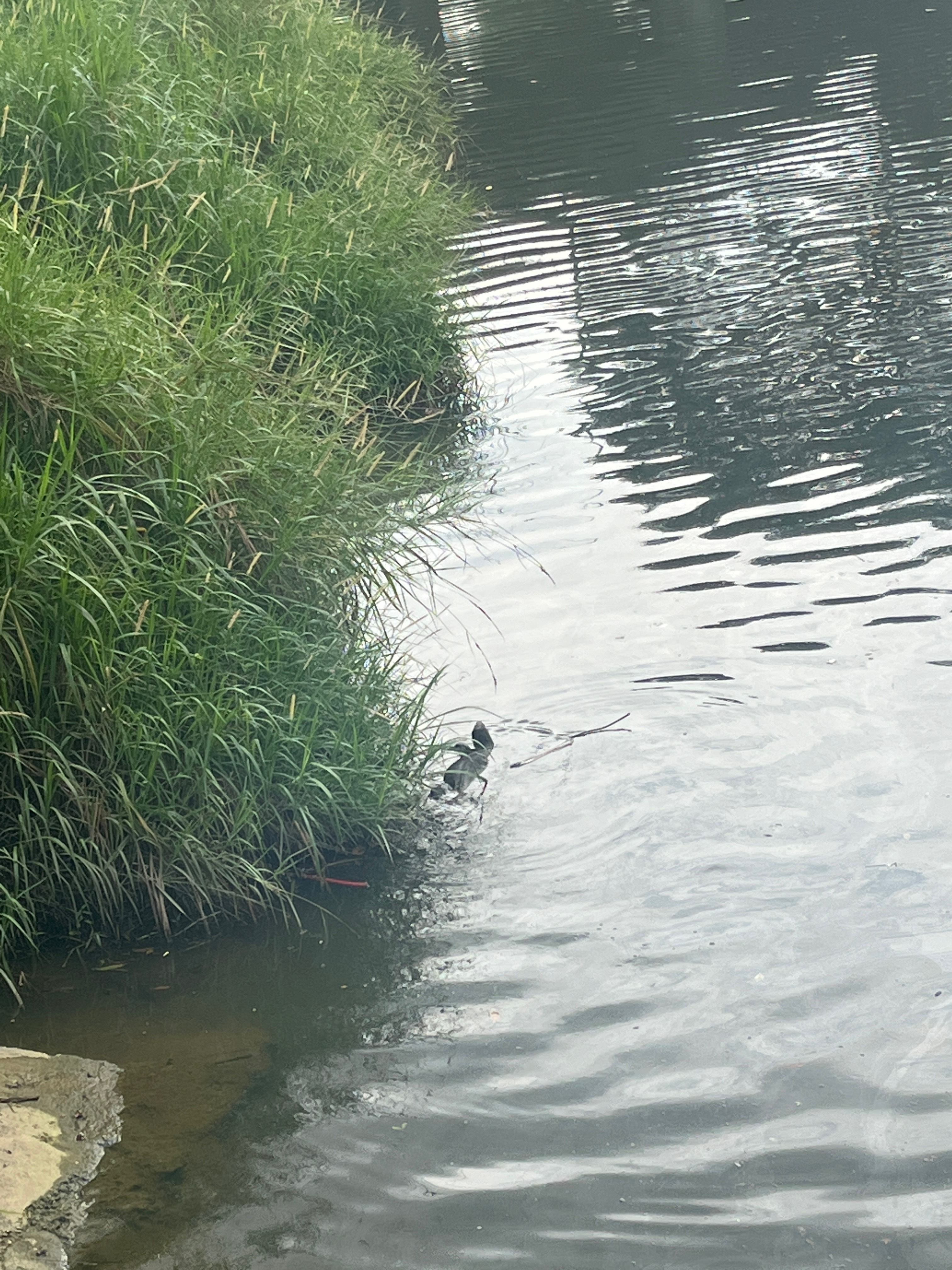 Water monitor