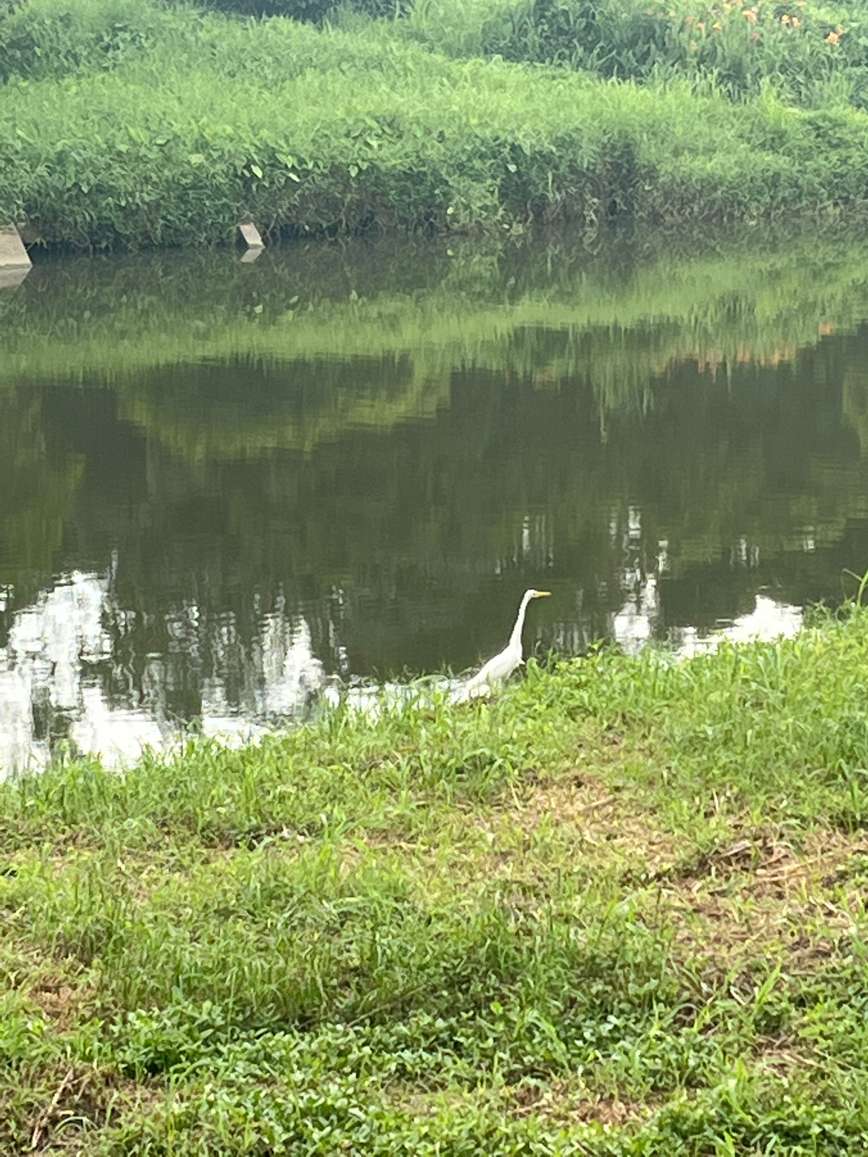Great egret