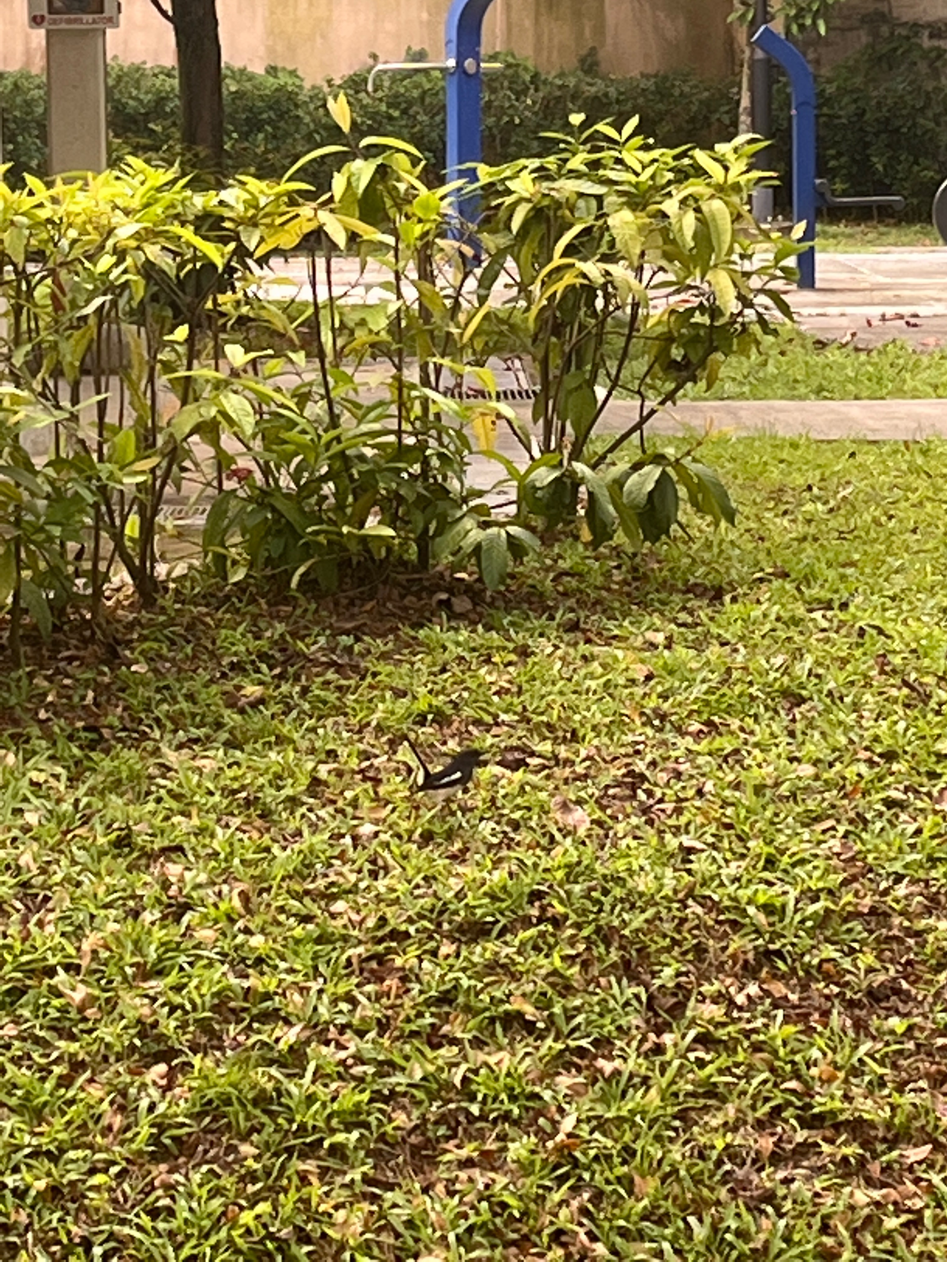 Oriental magpie-robin