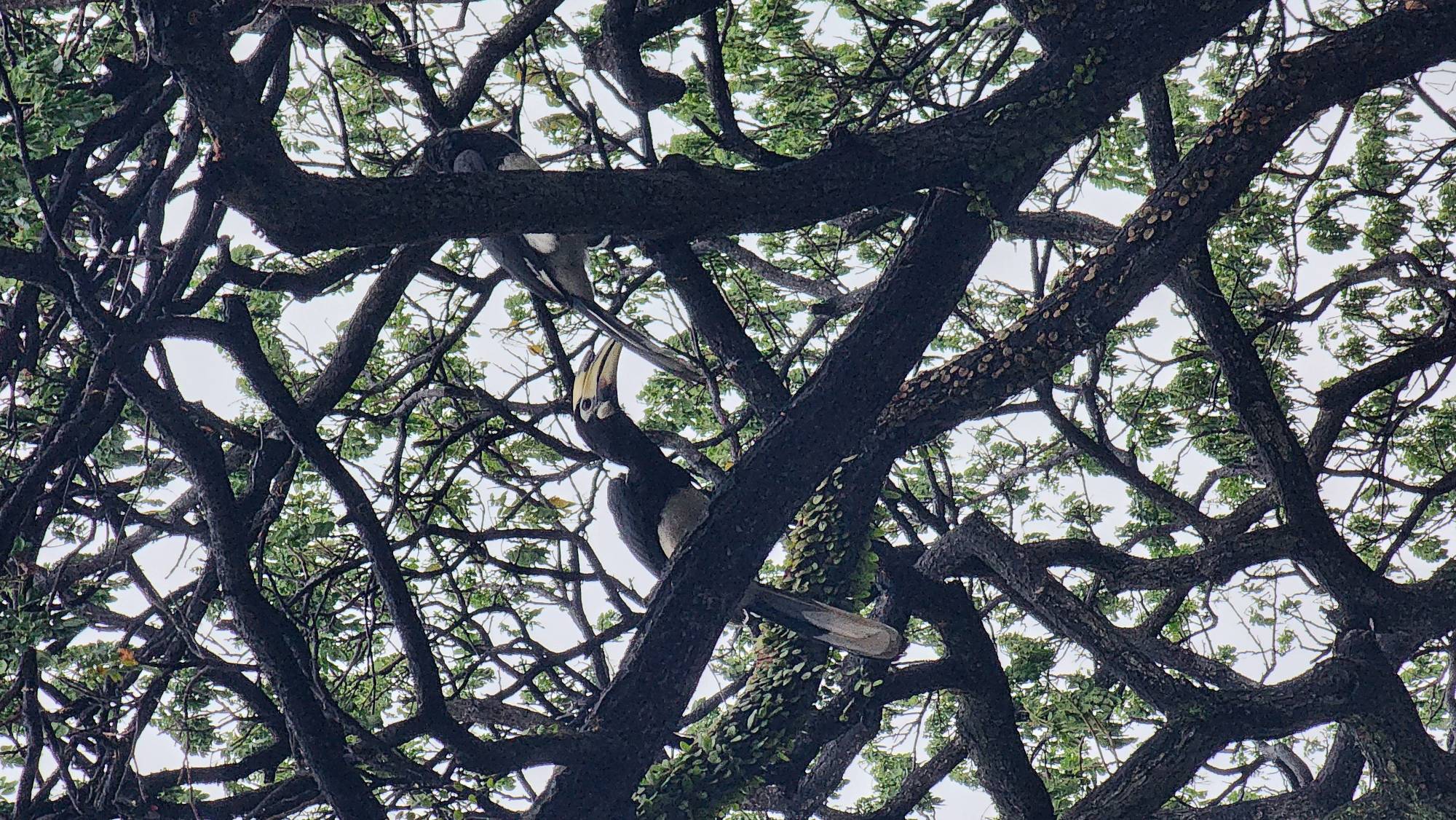 Hornbill