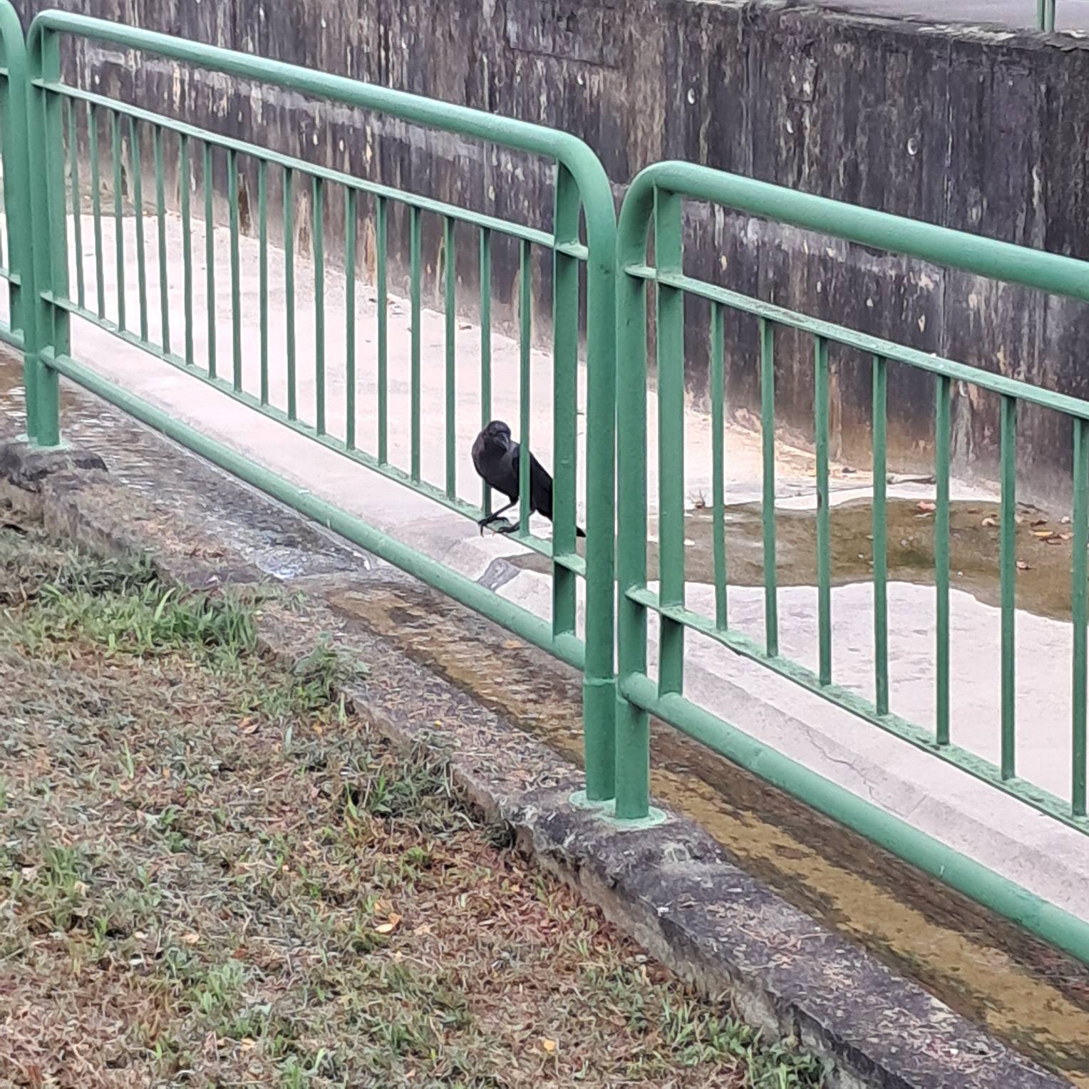 Crow