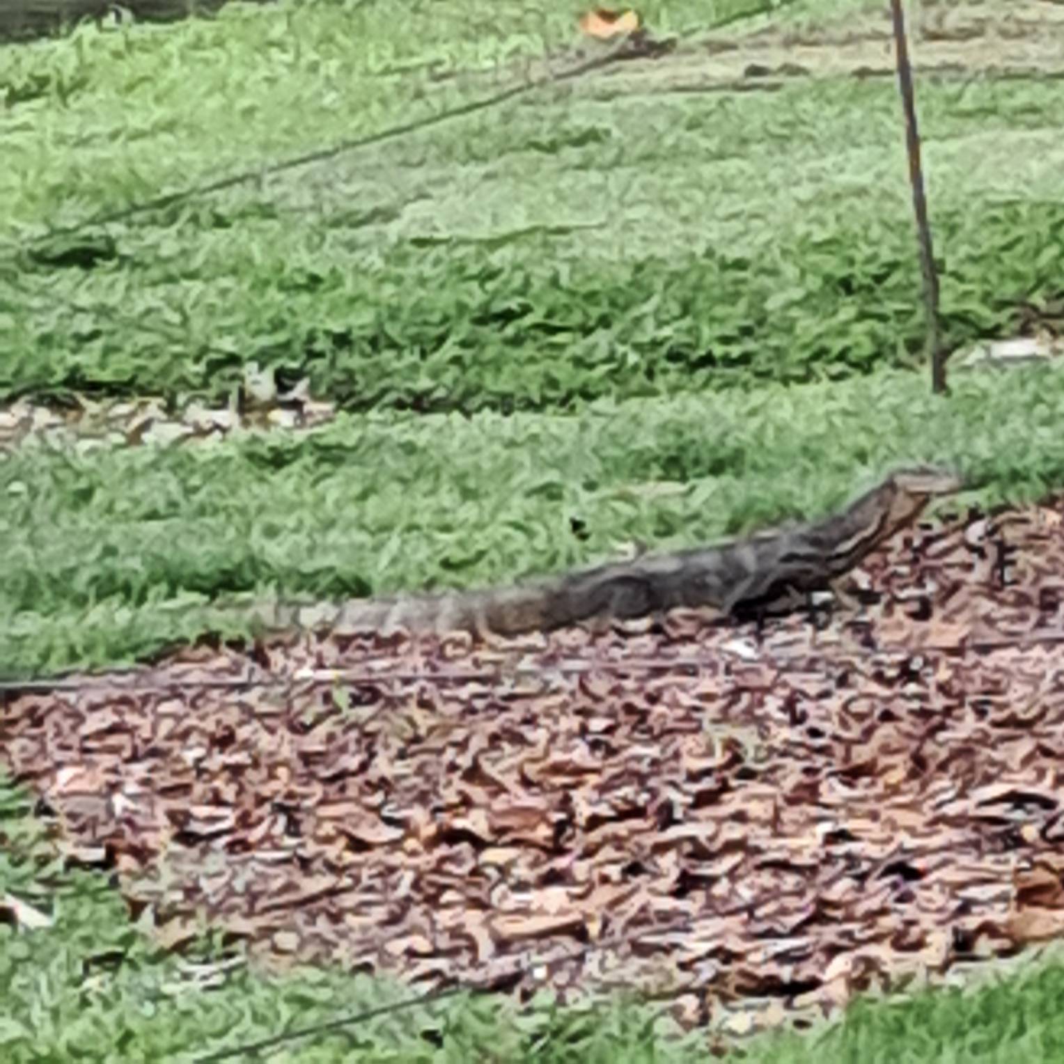 Clouded monitor lizard 