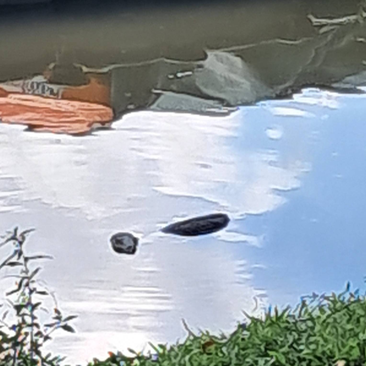 Monitor lizard