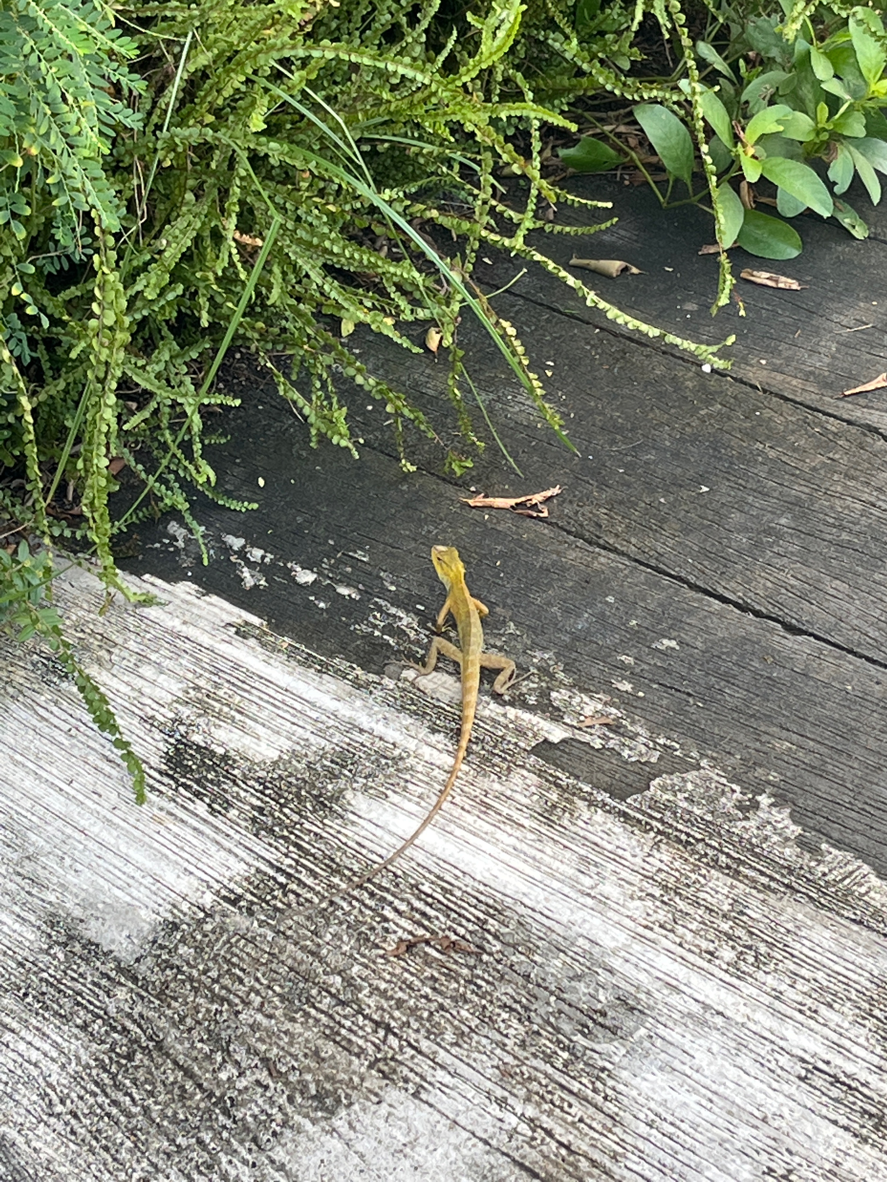 Lizard