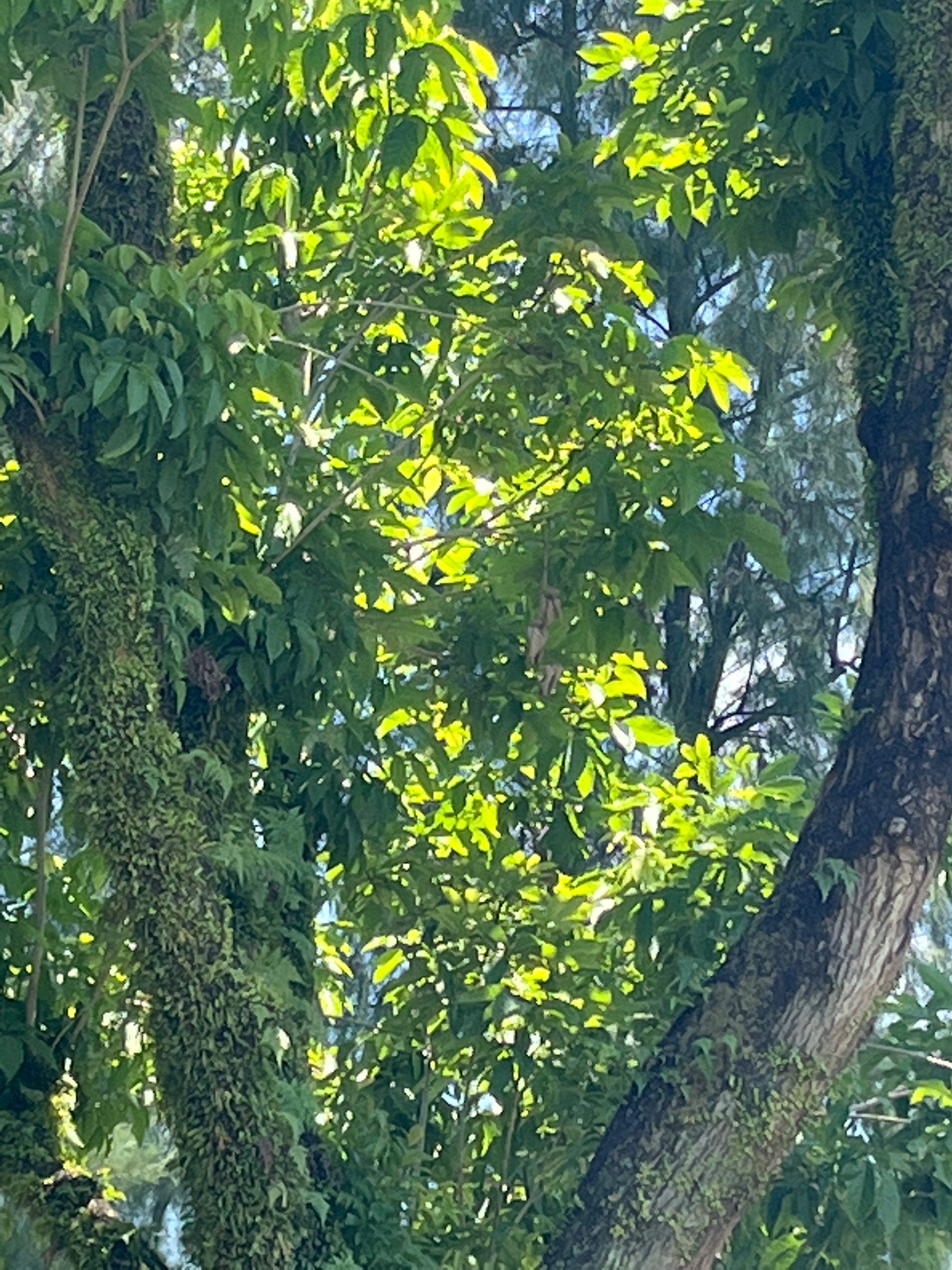 Black-naped oriole