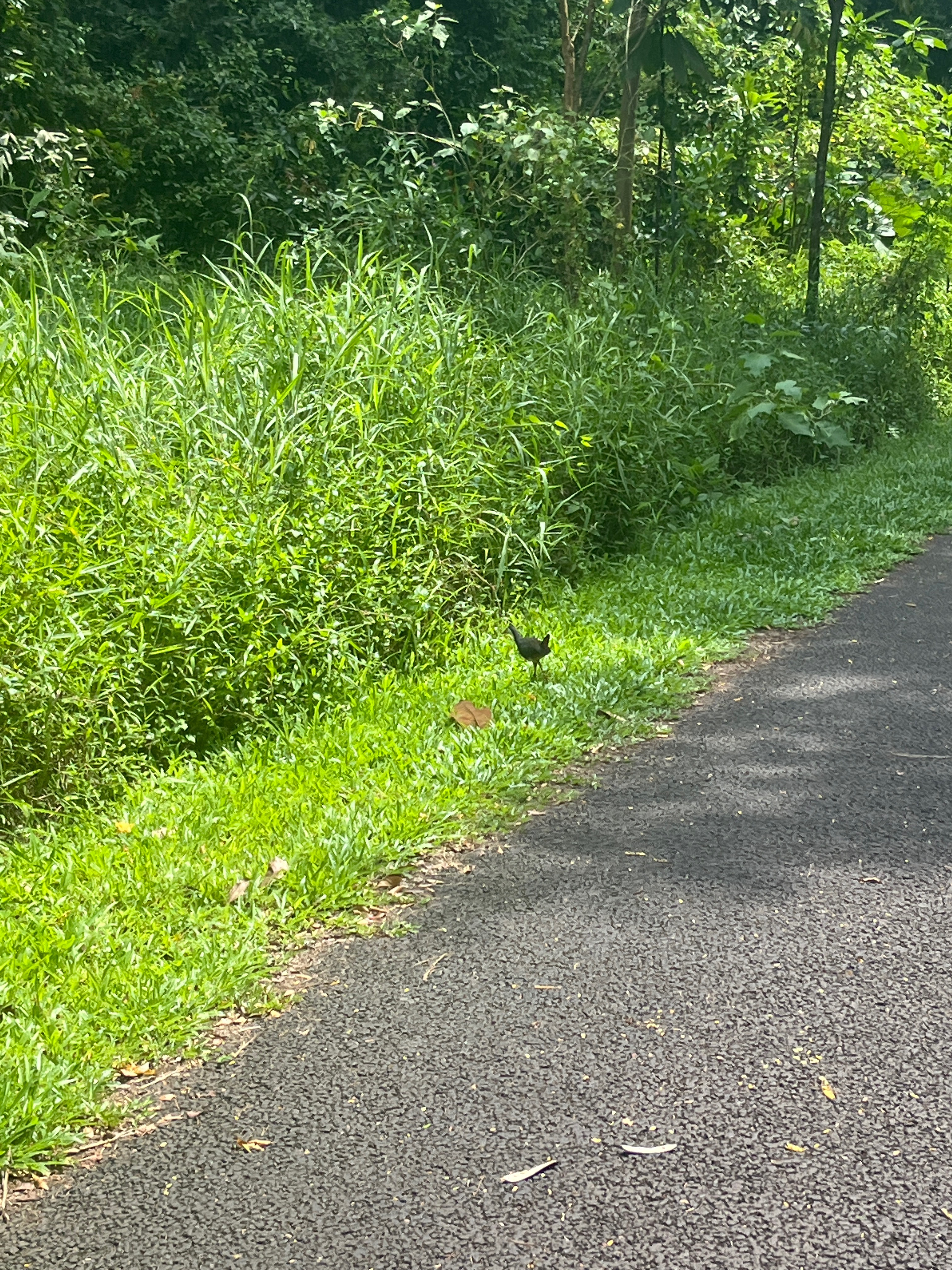 Common waterhen